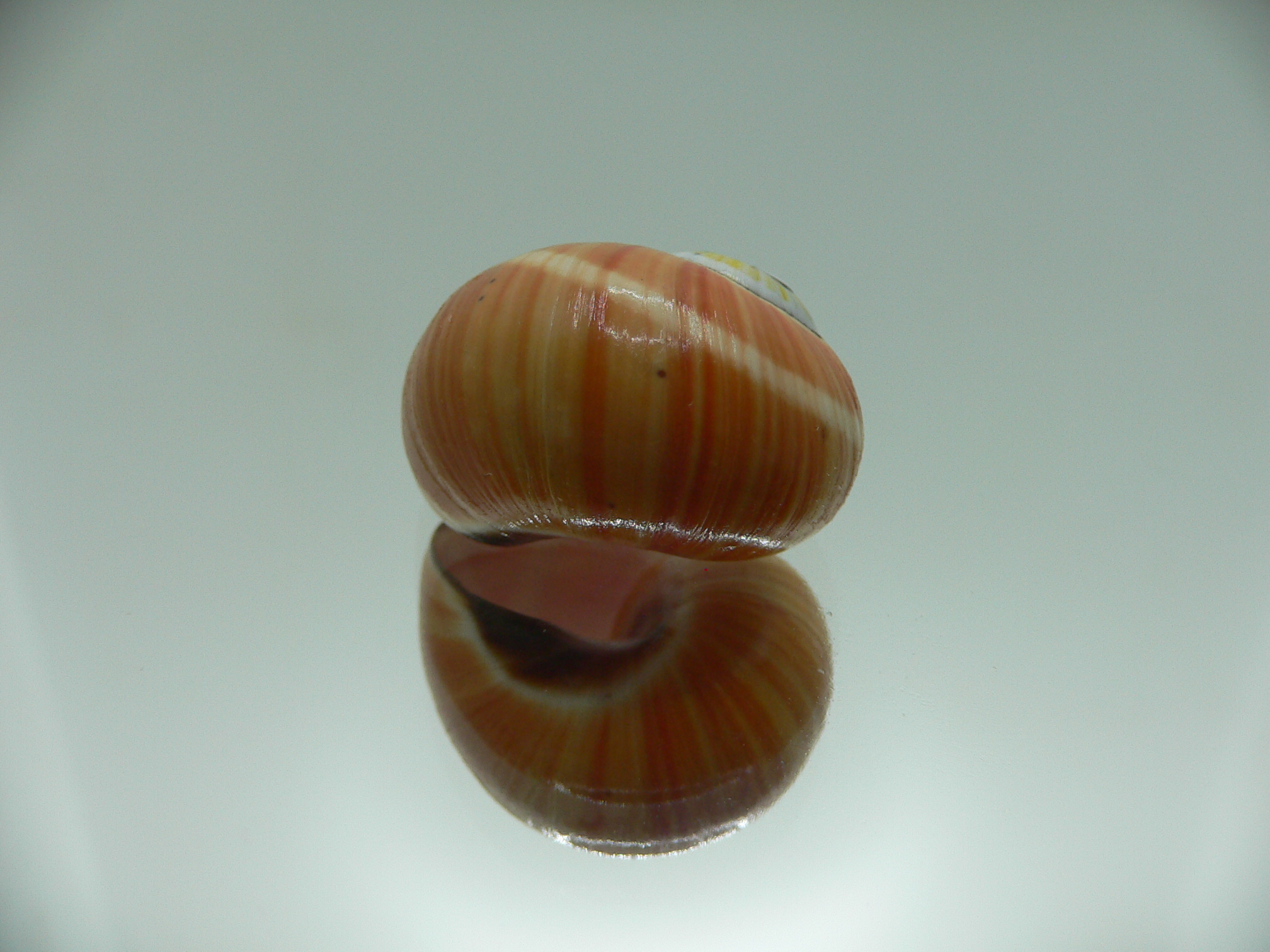 Polymita picta cf. picta SUPER STRIPES