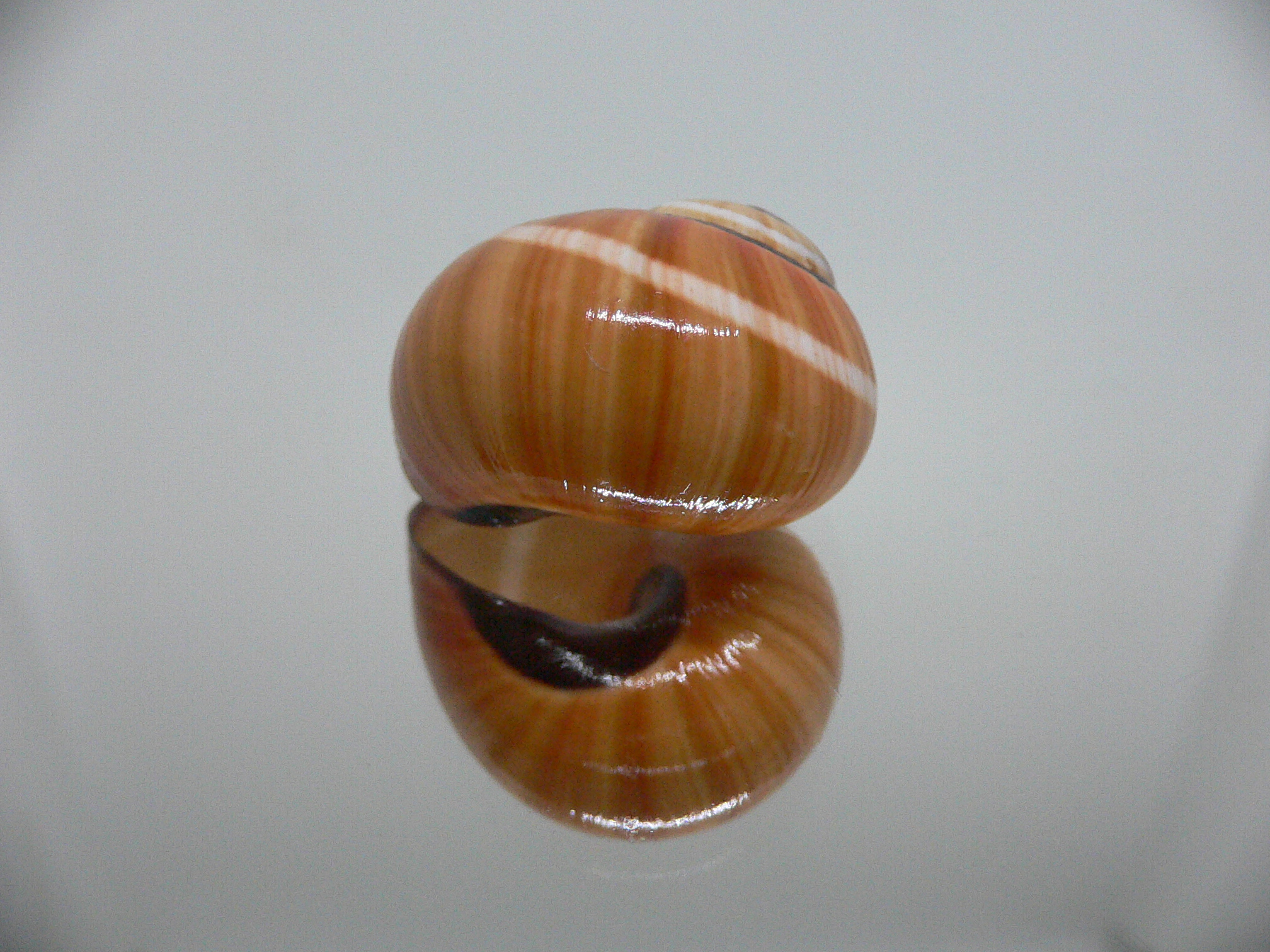 Polymita picta cf. picta SUPER