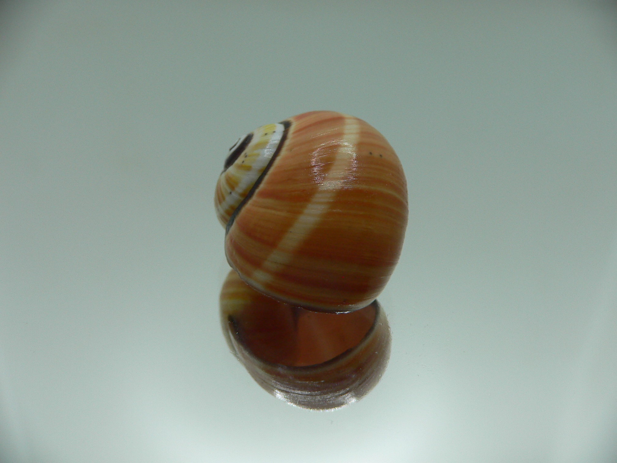 Polymita picta cf. picta SUPER STRIPES