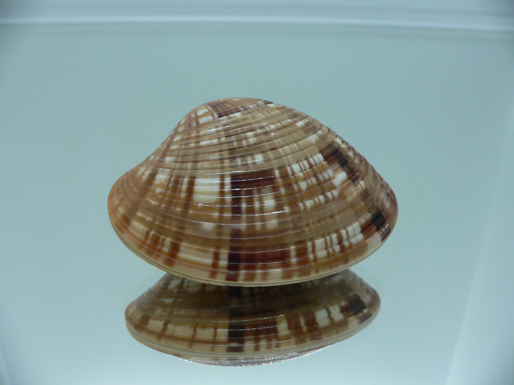 Costacallista erycina QUEEN