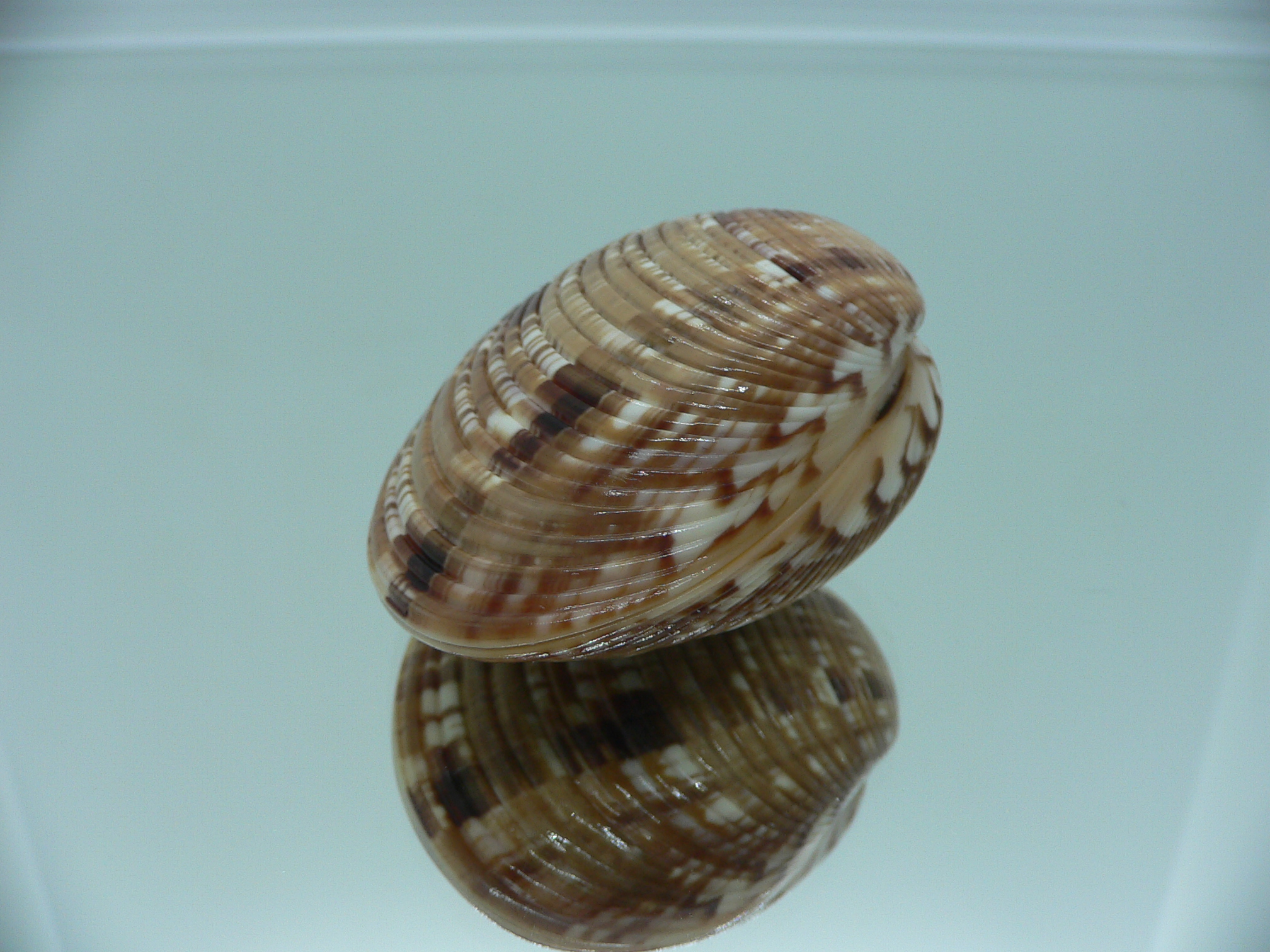 Costacallista erycina QUEEN