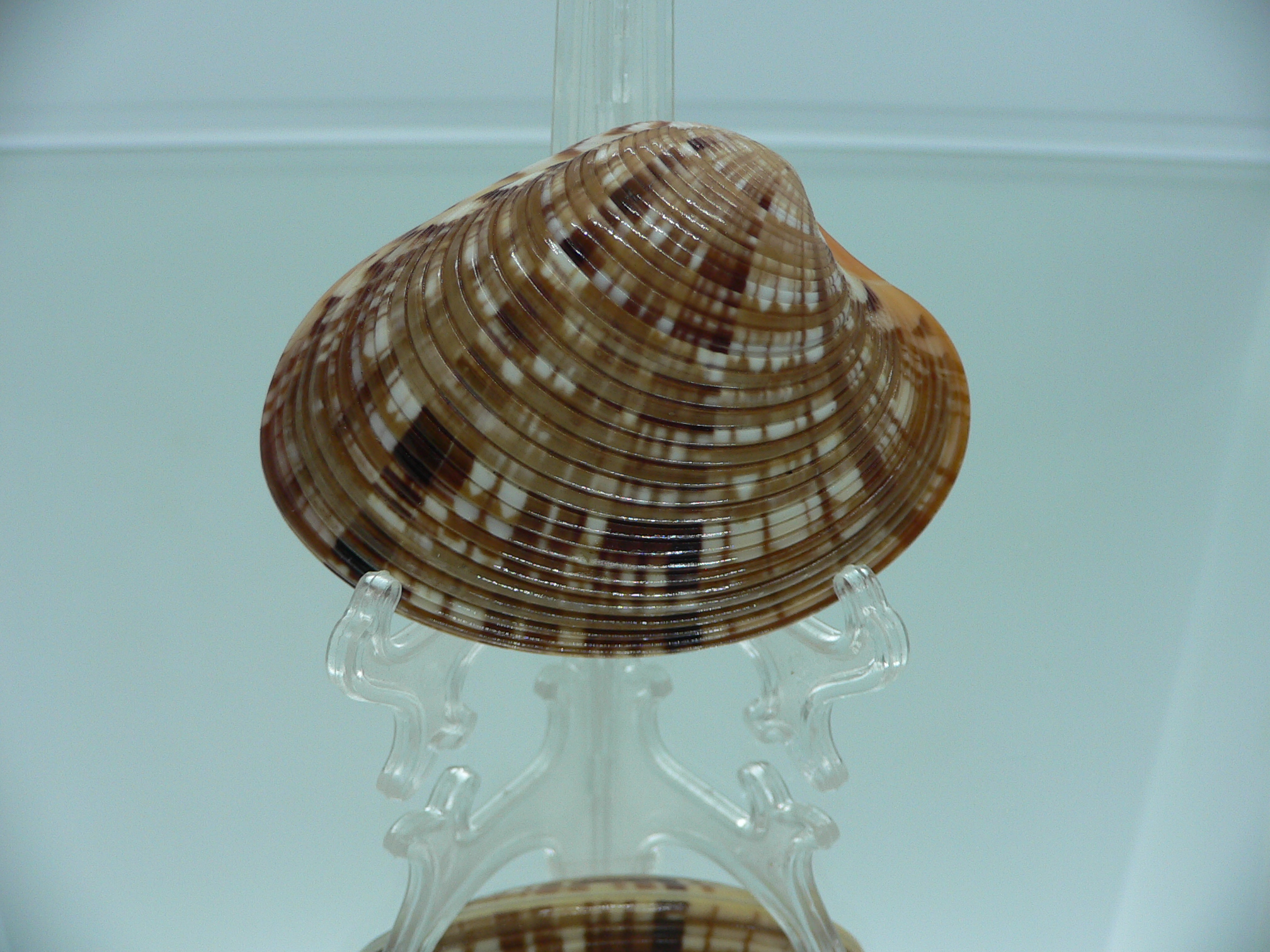 Costacallista erycina QUEEN