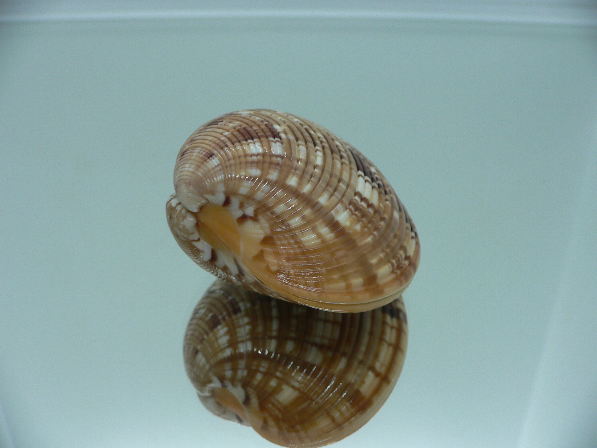 Costacallista erycina QUEEN