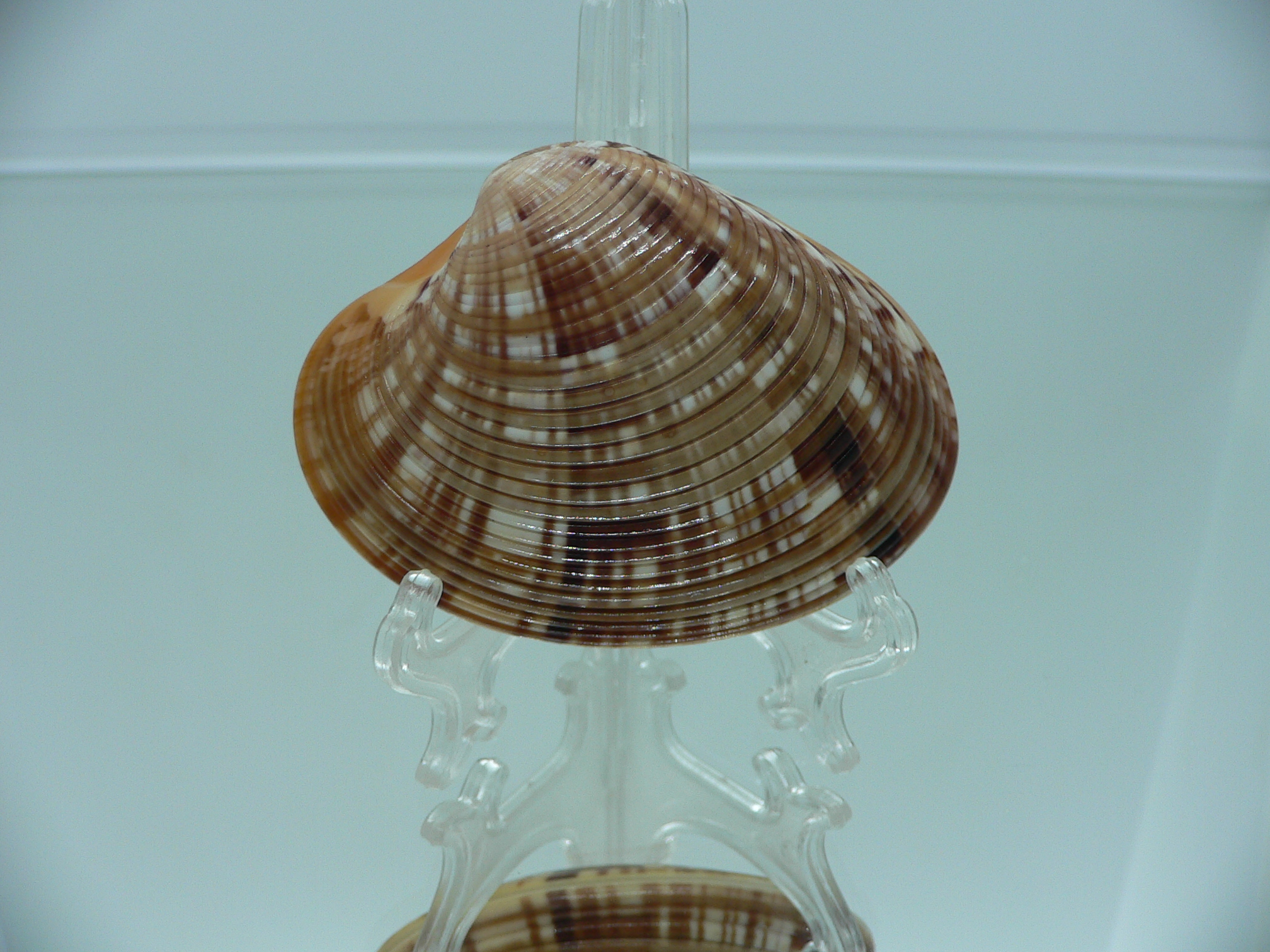 Costacallista erycina QUEEN