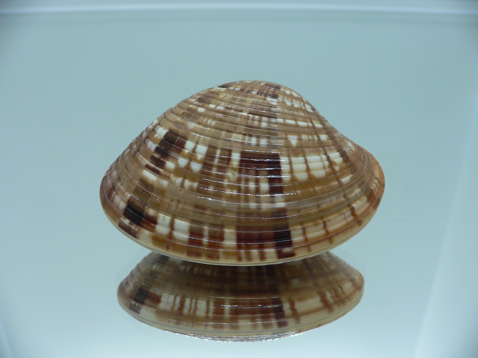 Costacallista erycina QUEEN