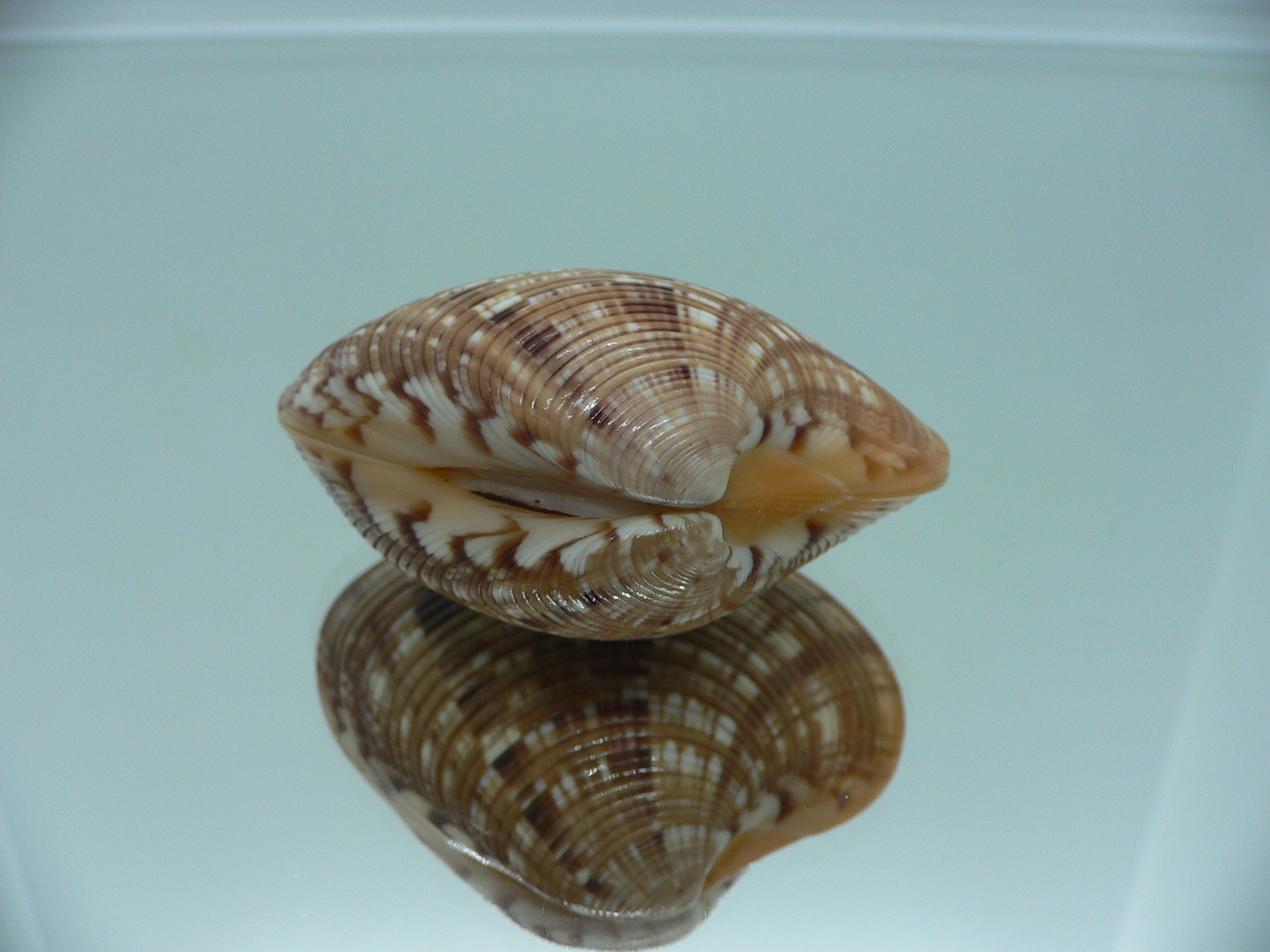 Costacallista erycina QUEEN