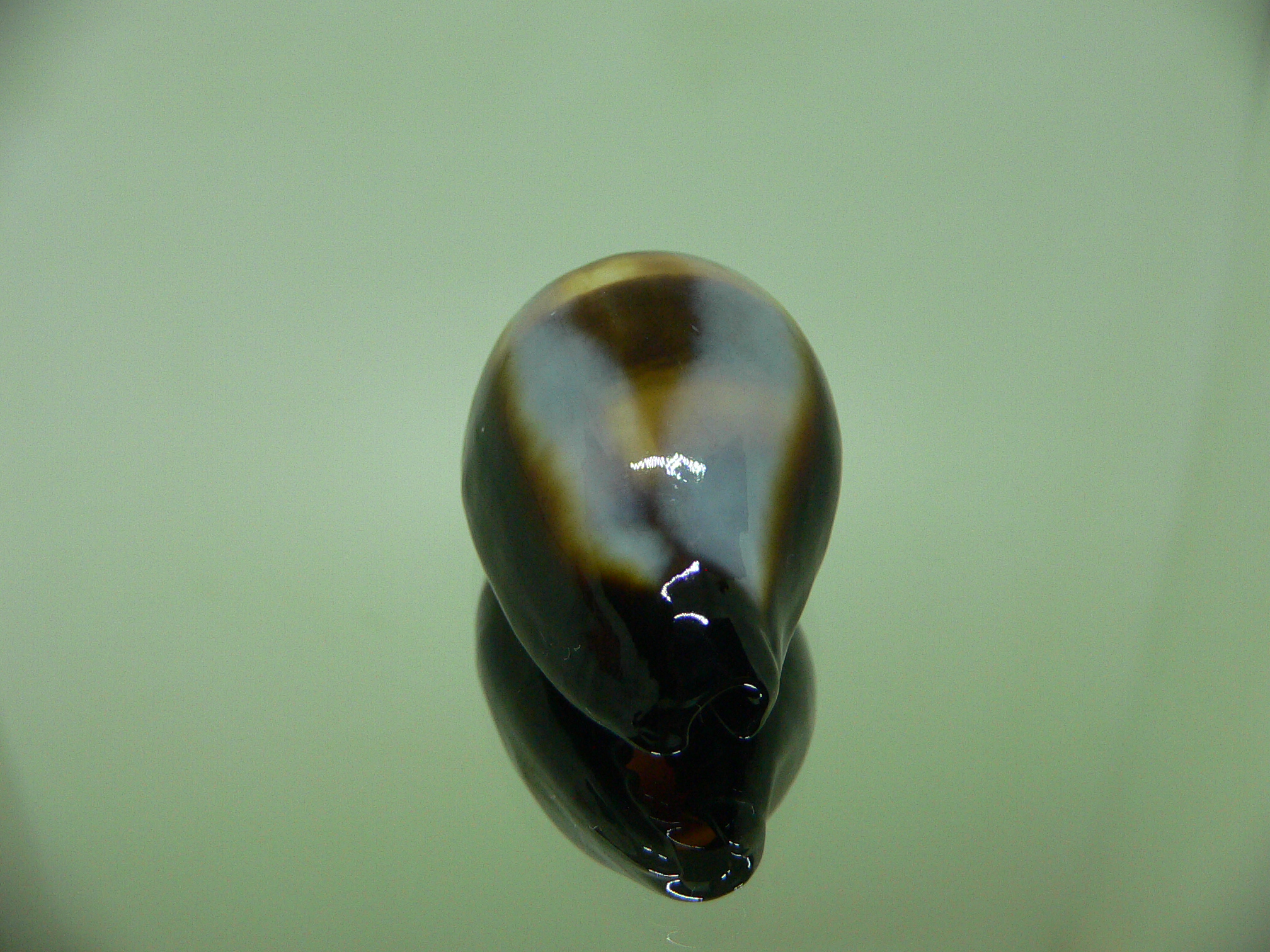 Cypraea onyx usitata (var.) ELONGATE