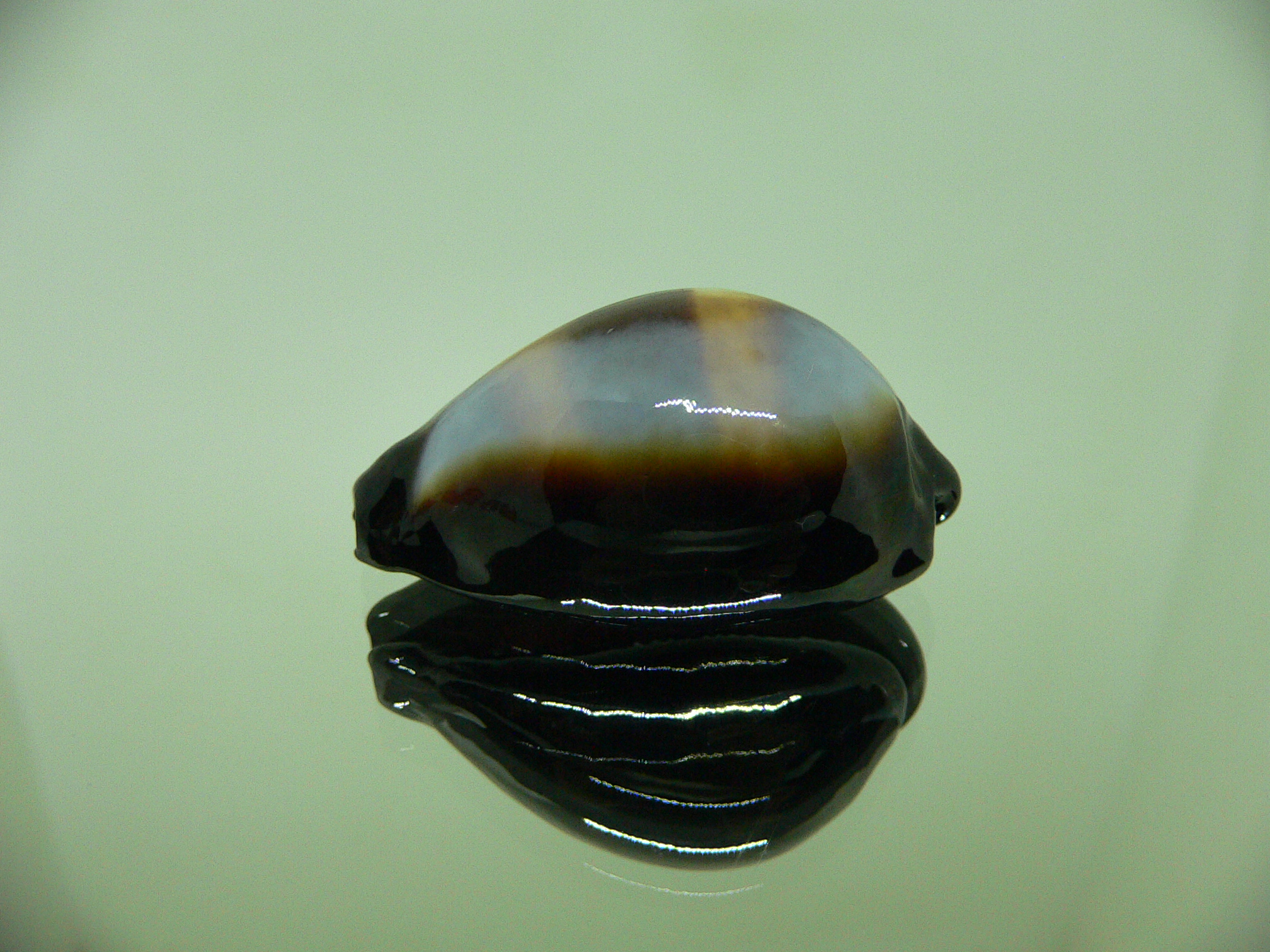 Cypraea onyx usitata (var.) ELONGATE