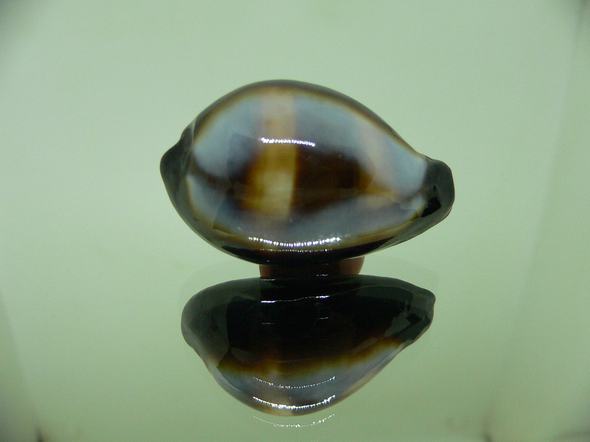 Cypraea onyx usitata (var.) ELONGATE