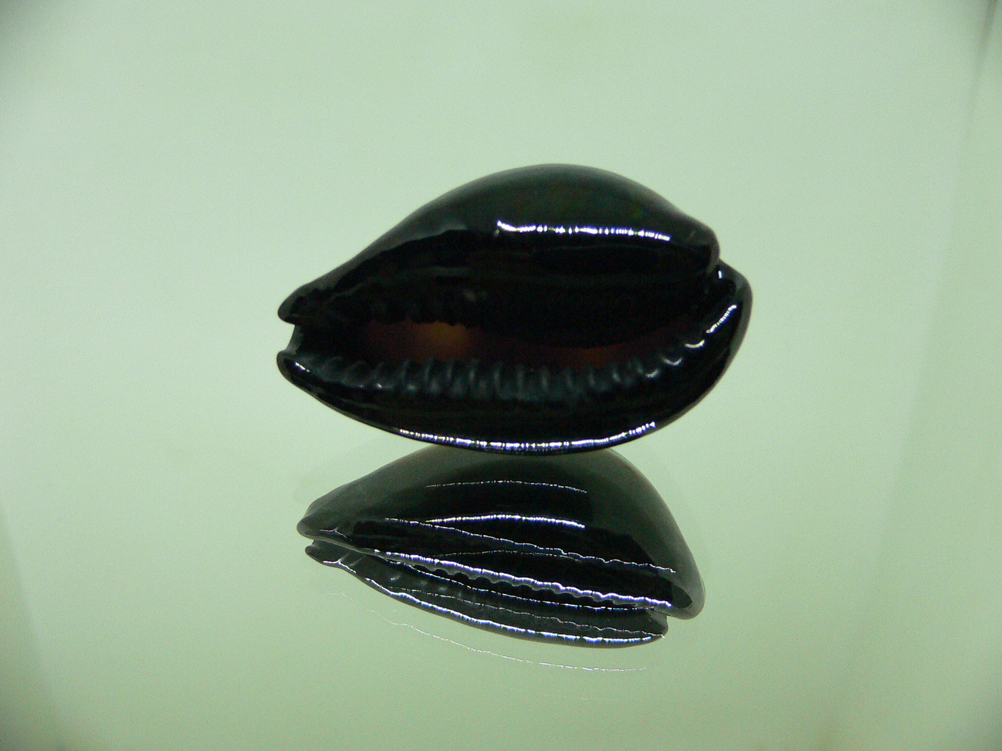 Cypraea onyx usitata (var.) ELONGATE