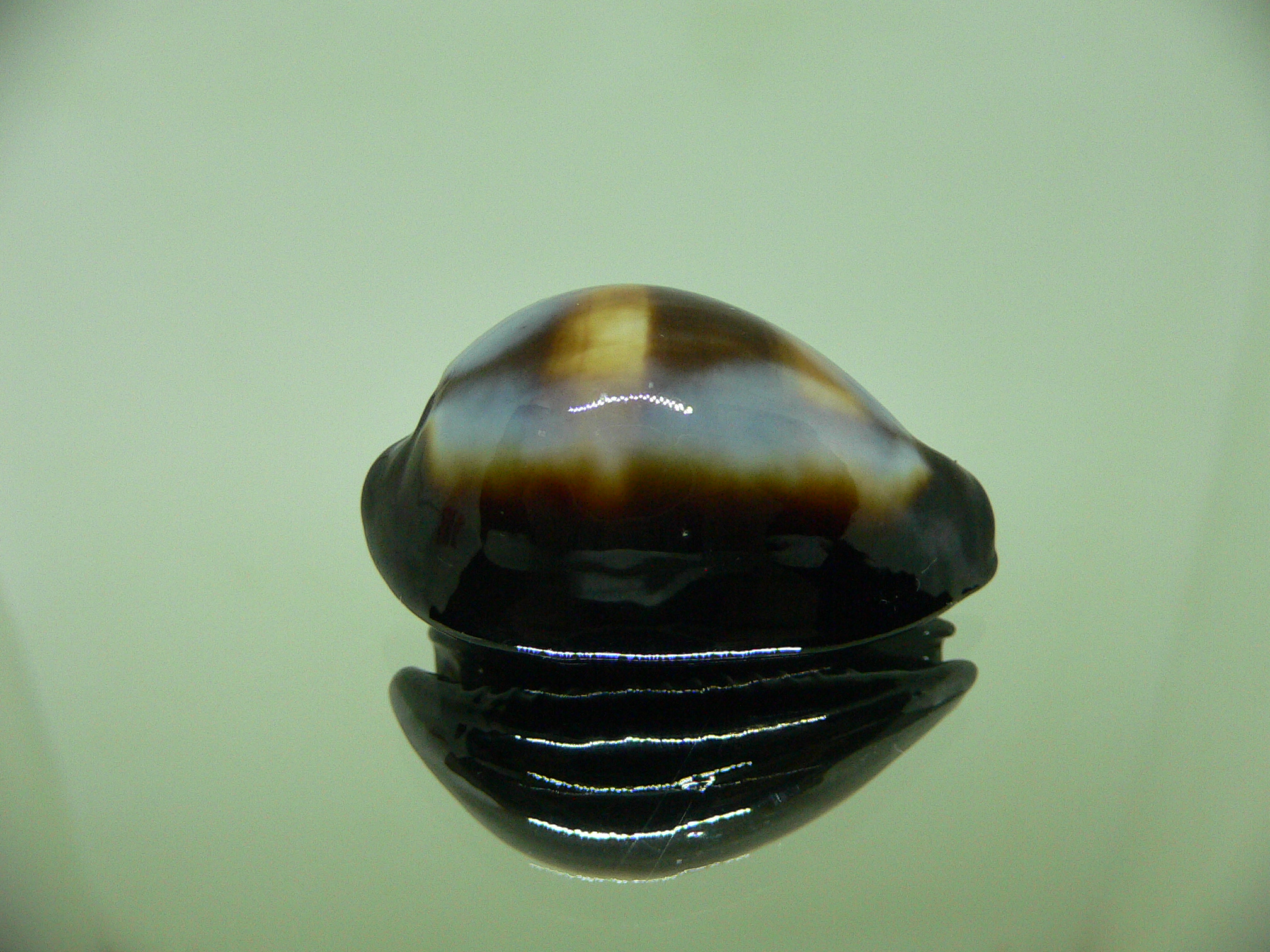 Cypraea onyx usitata (var.) ELONGATE