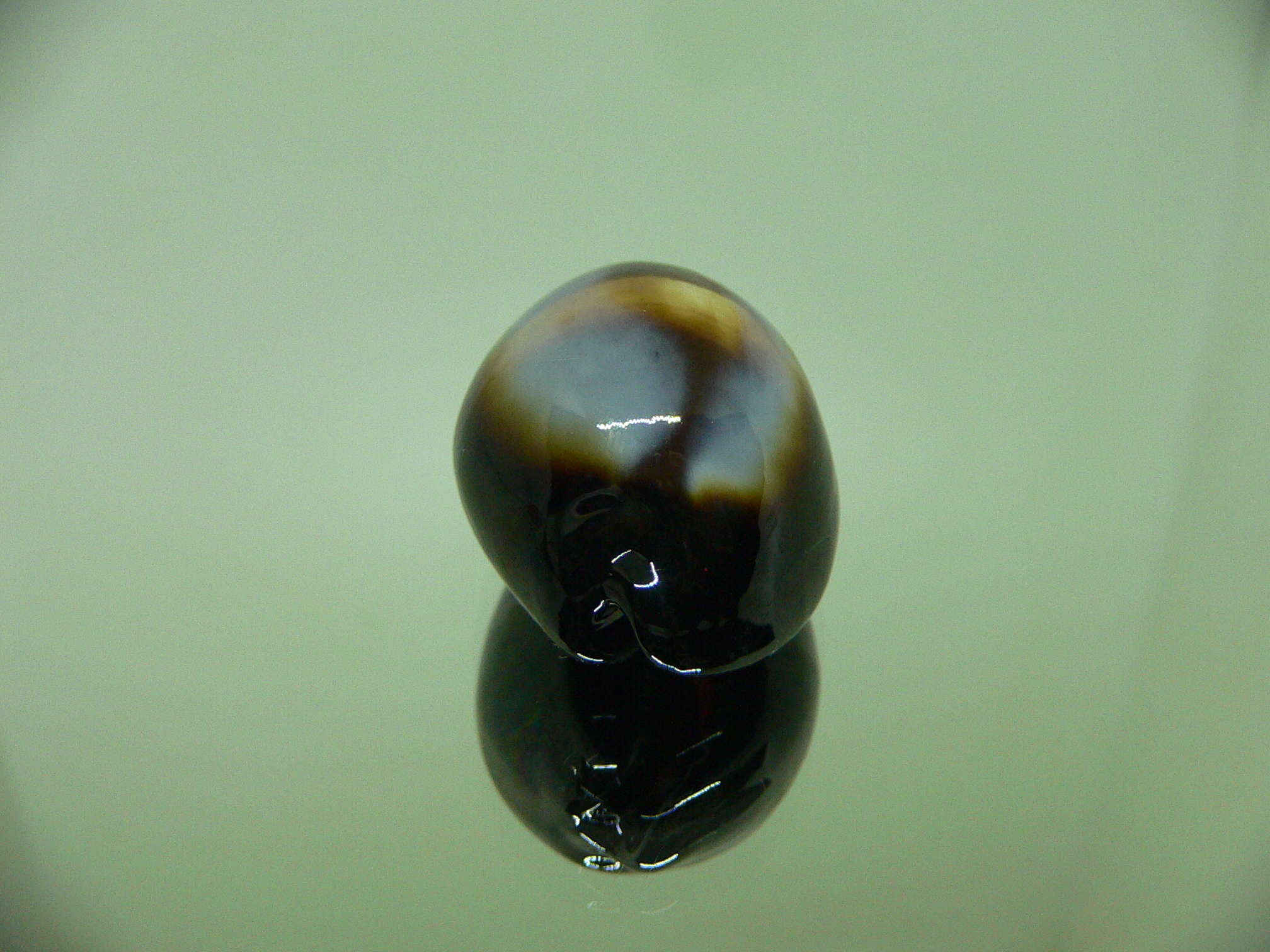 Cypraea onyx usitata (var.) ELONGATE