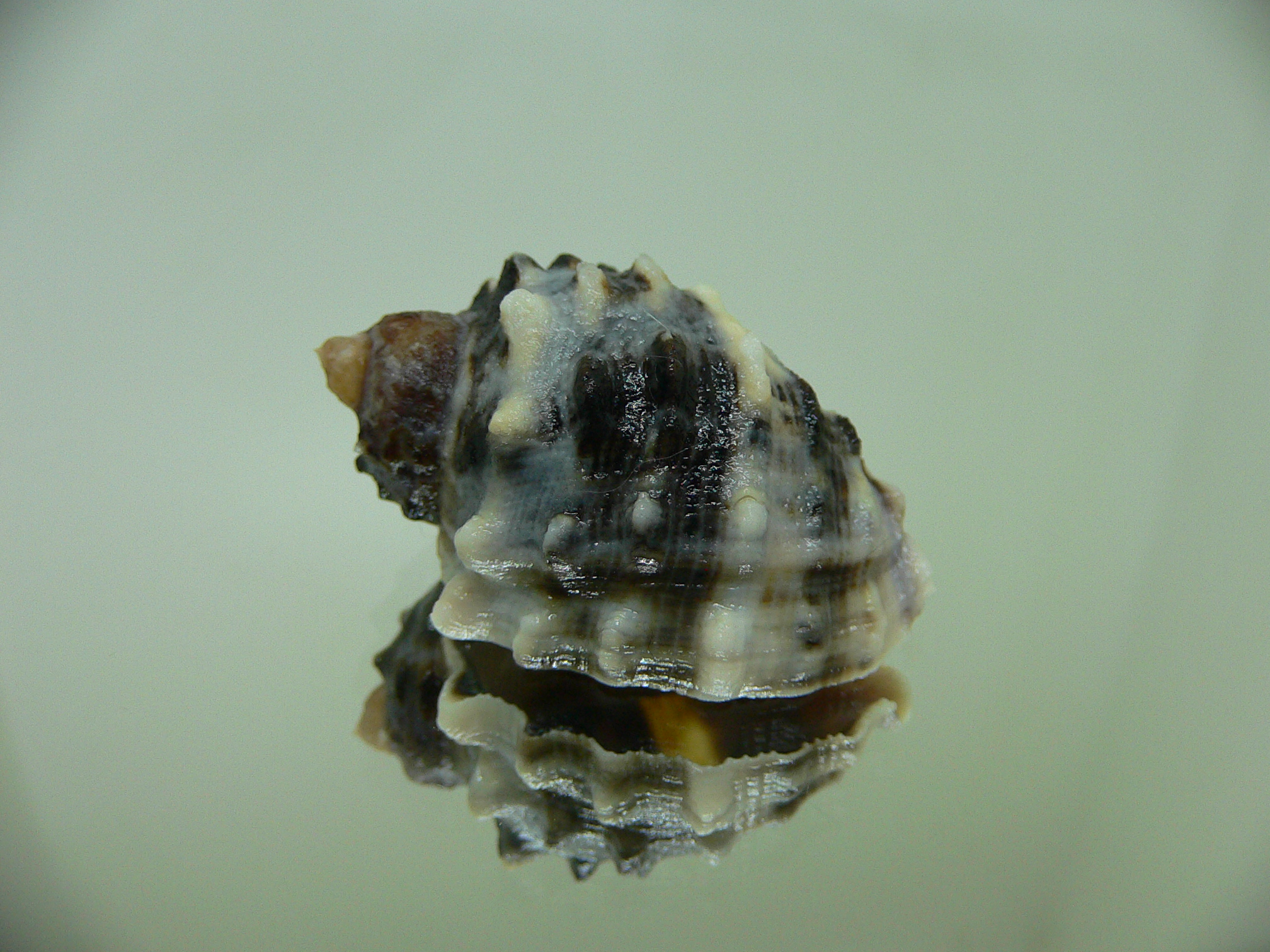 Plicopurpura patula patula