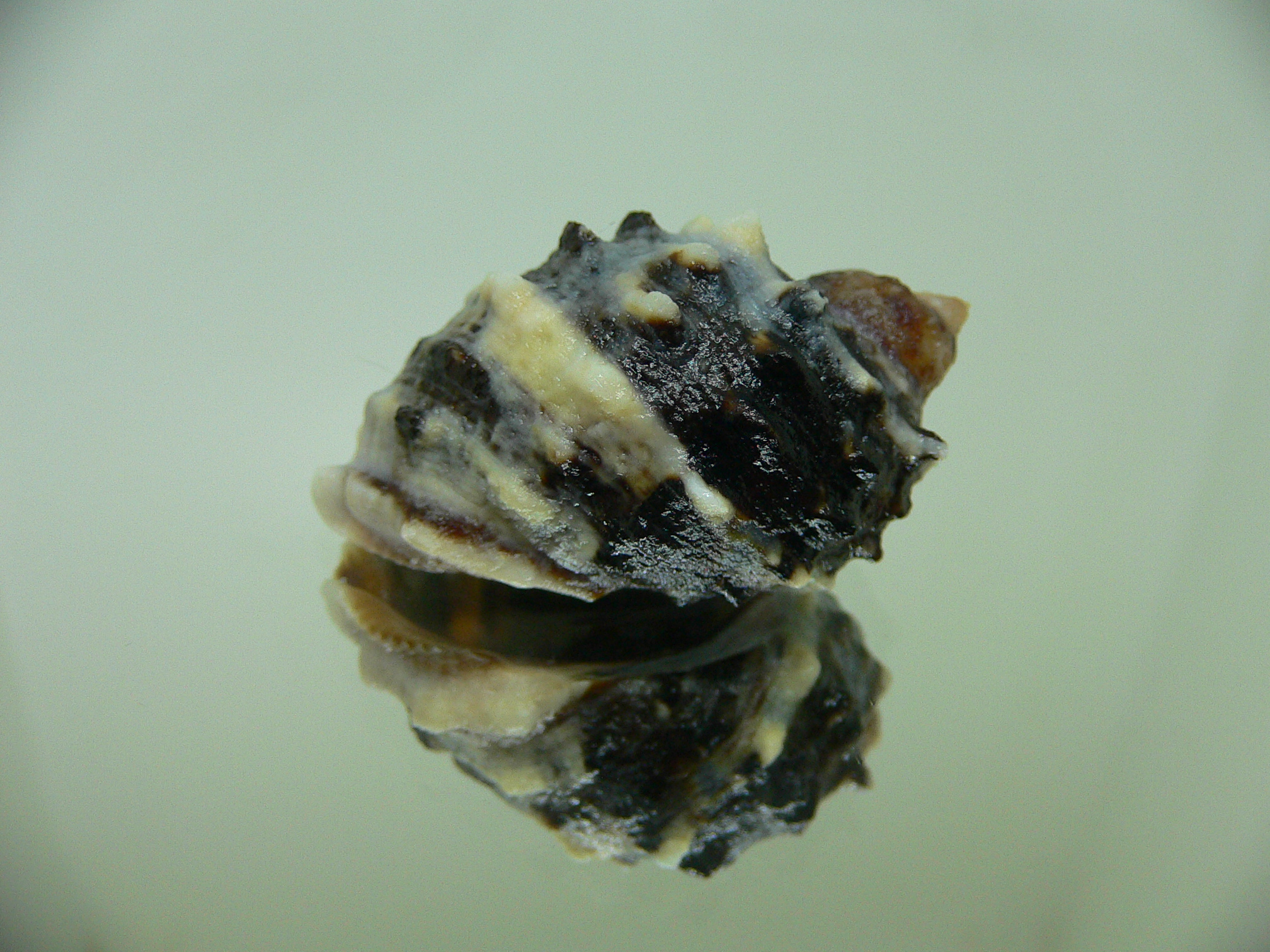 Plicopurpura patula patula