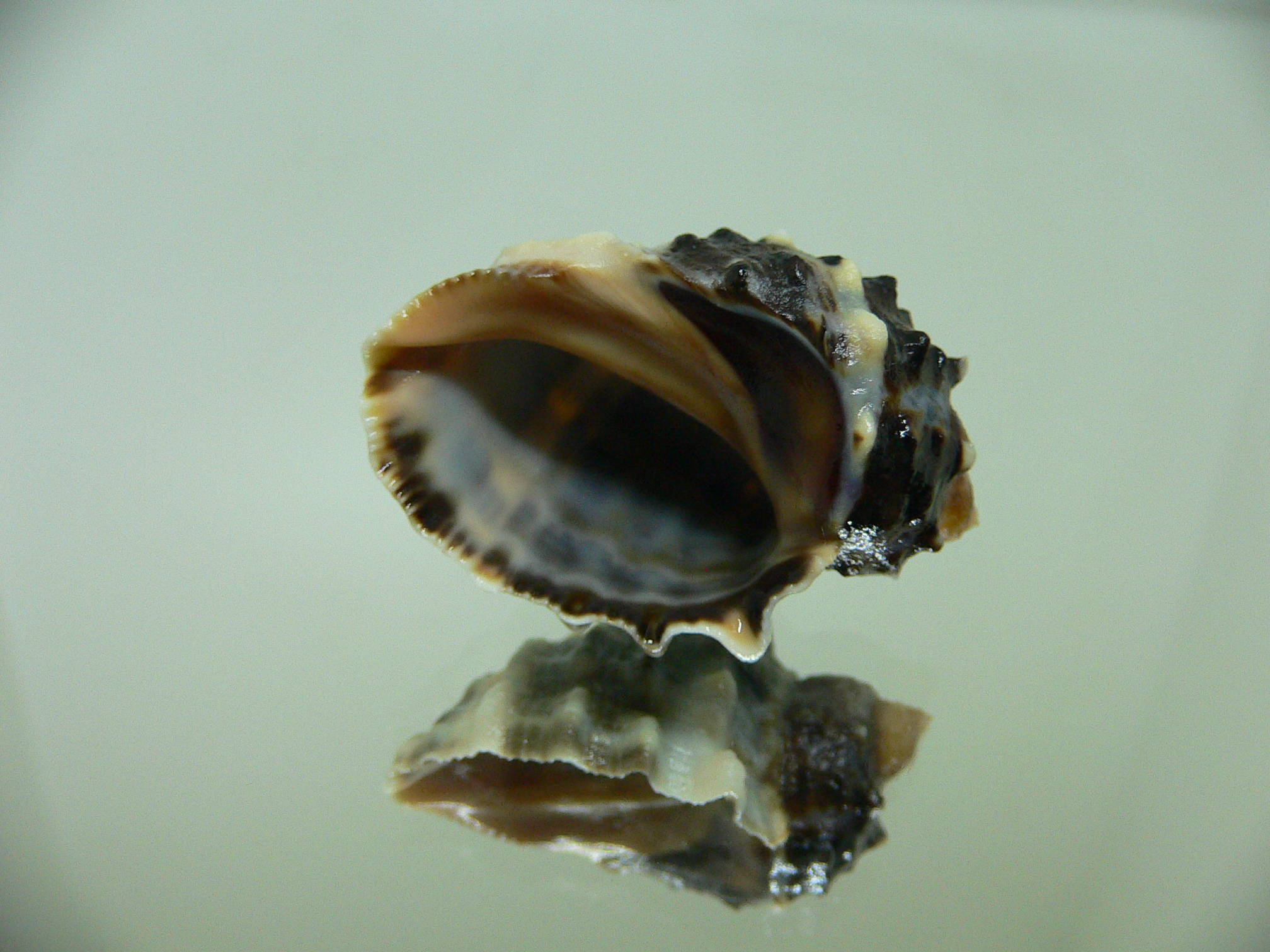 Plicopurpura patula patula