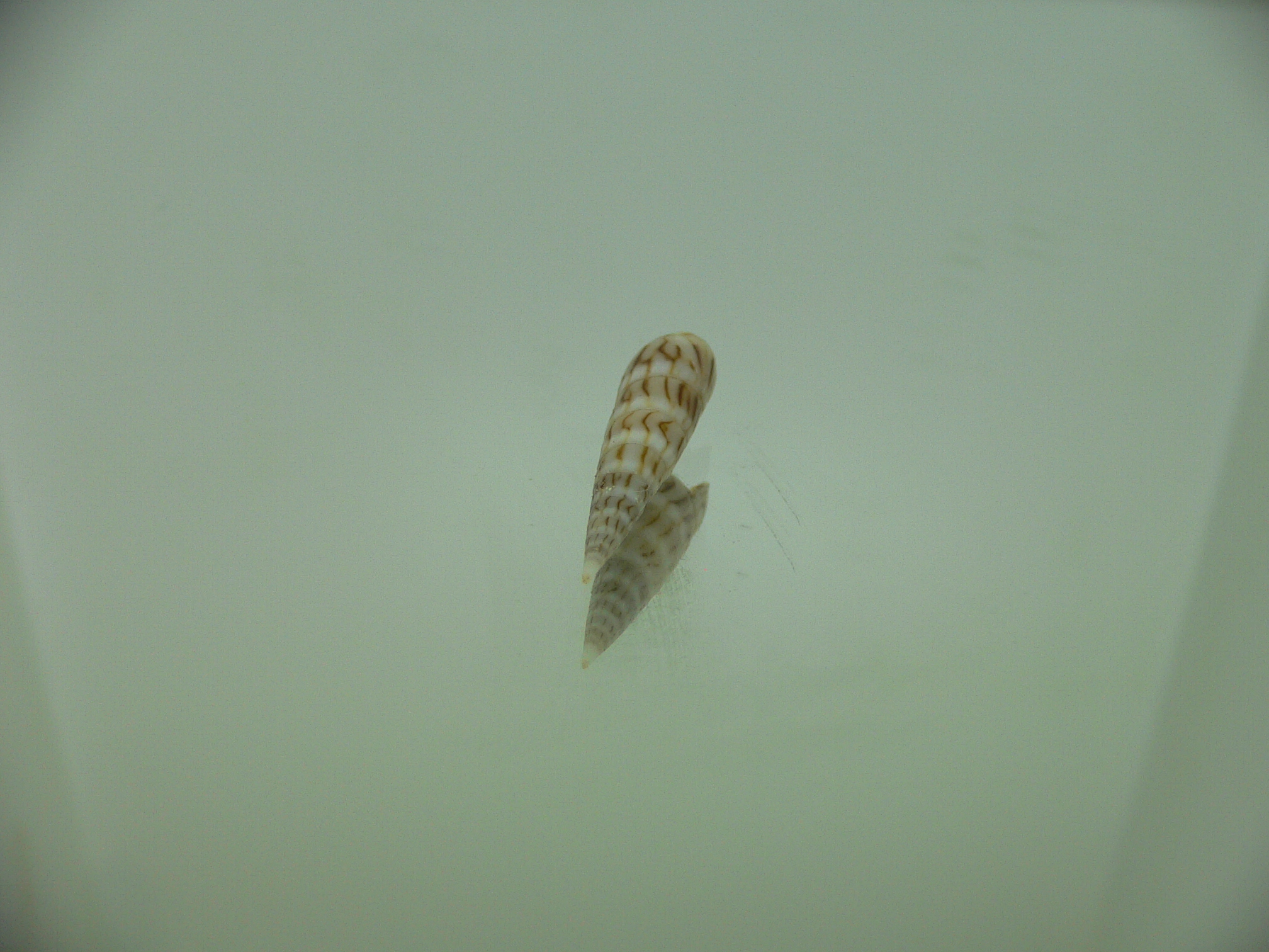 Hastula penicillata venosa (var.) SUPER