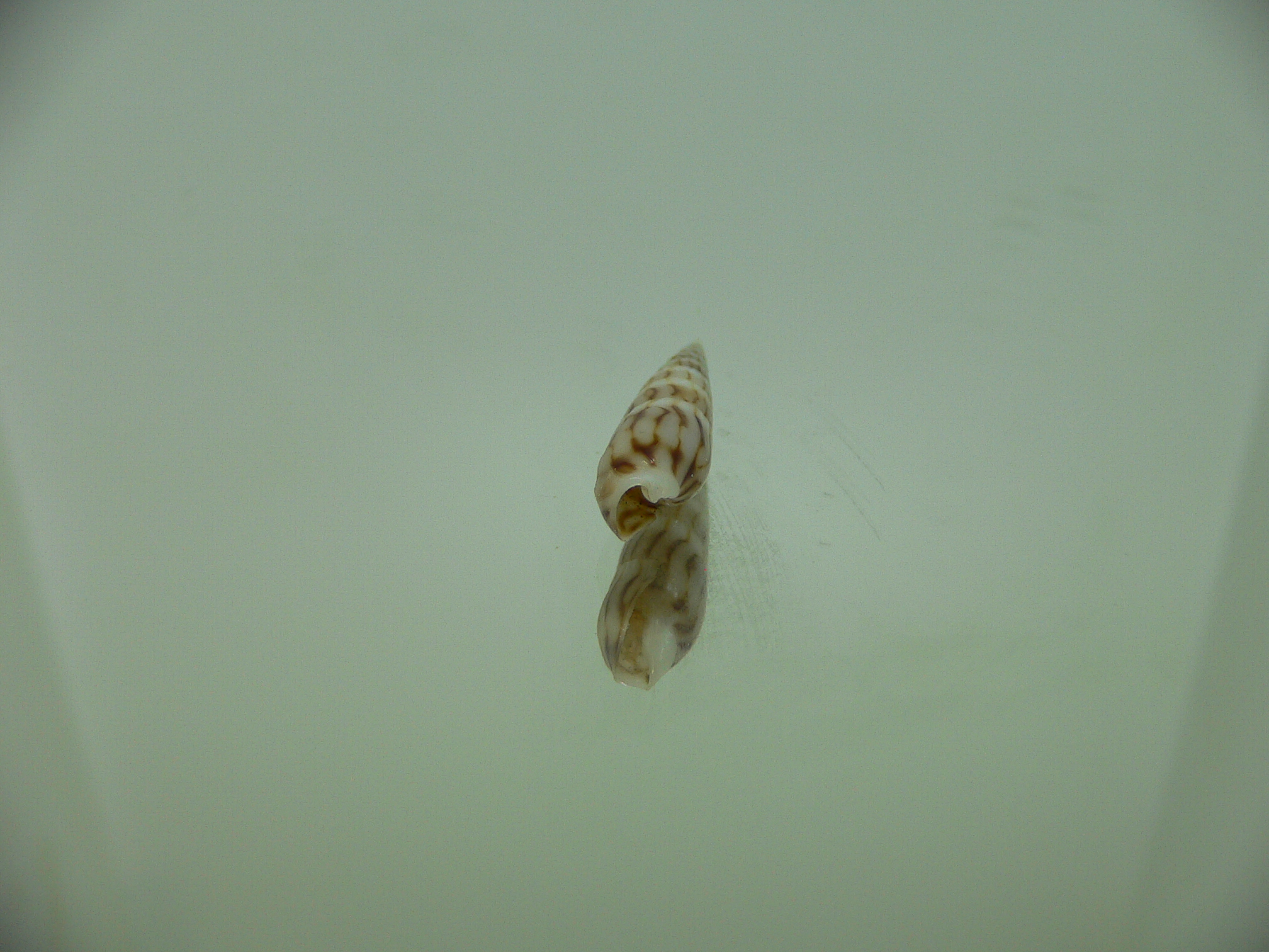 Hastula penicillata venosa (var.) SUPER