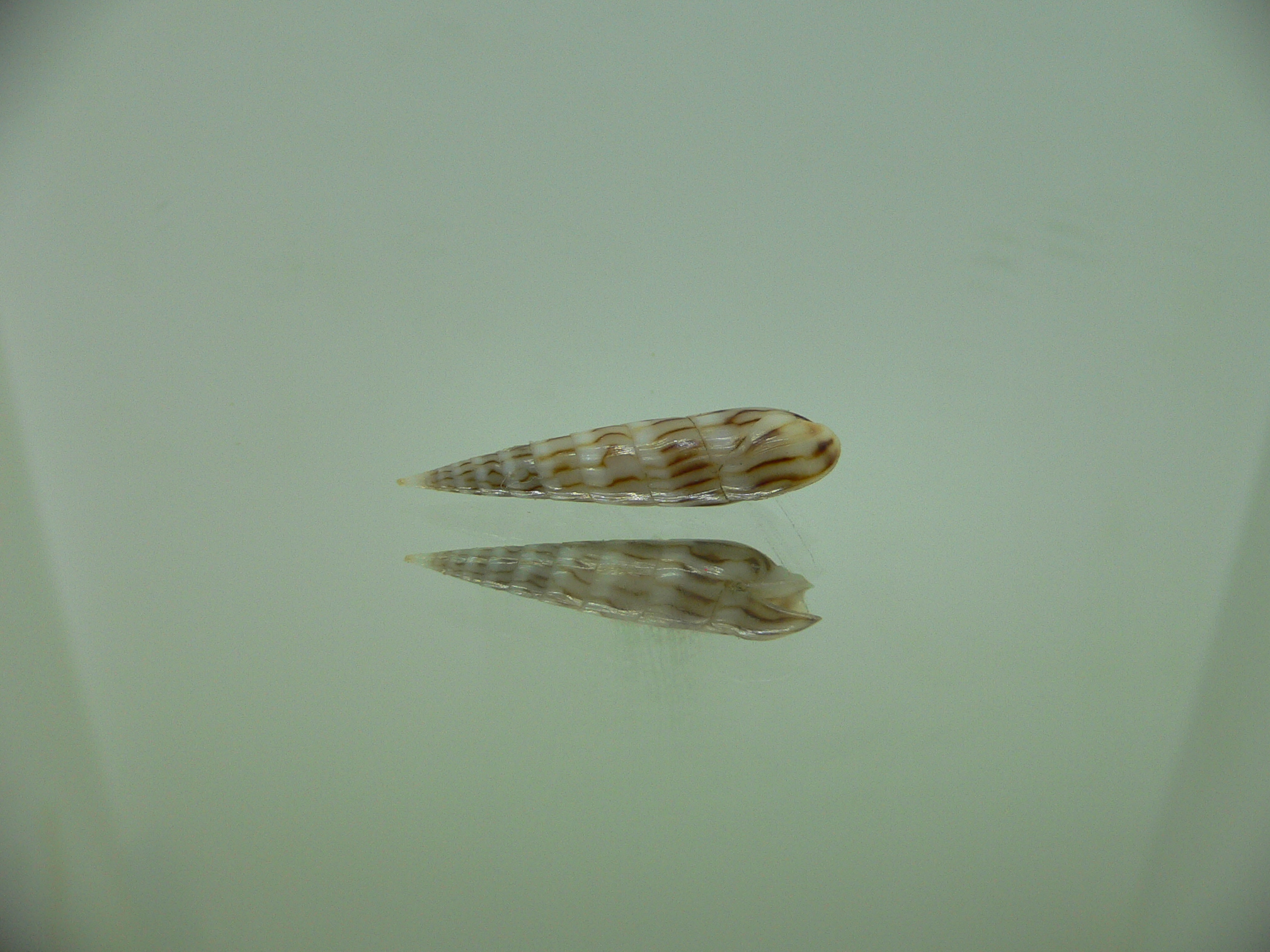 Hastula penicillata venosa (var.) SUPER