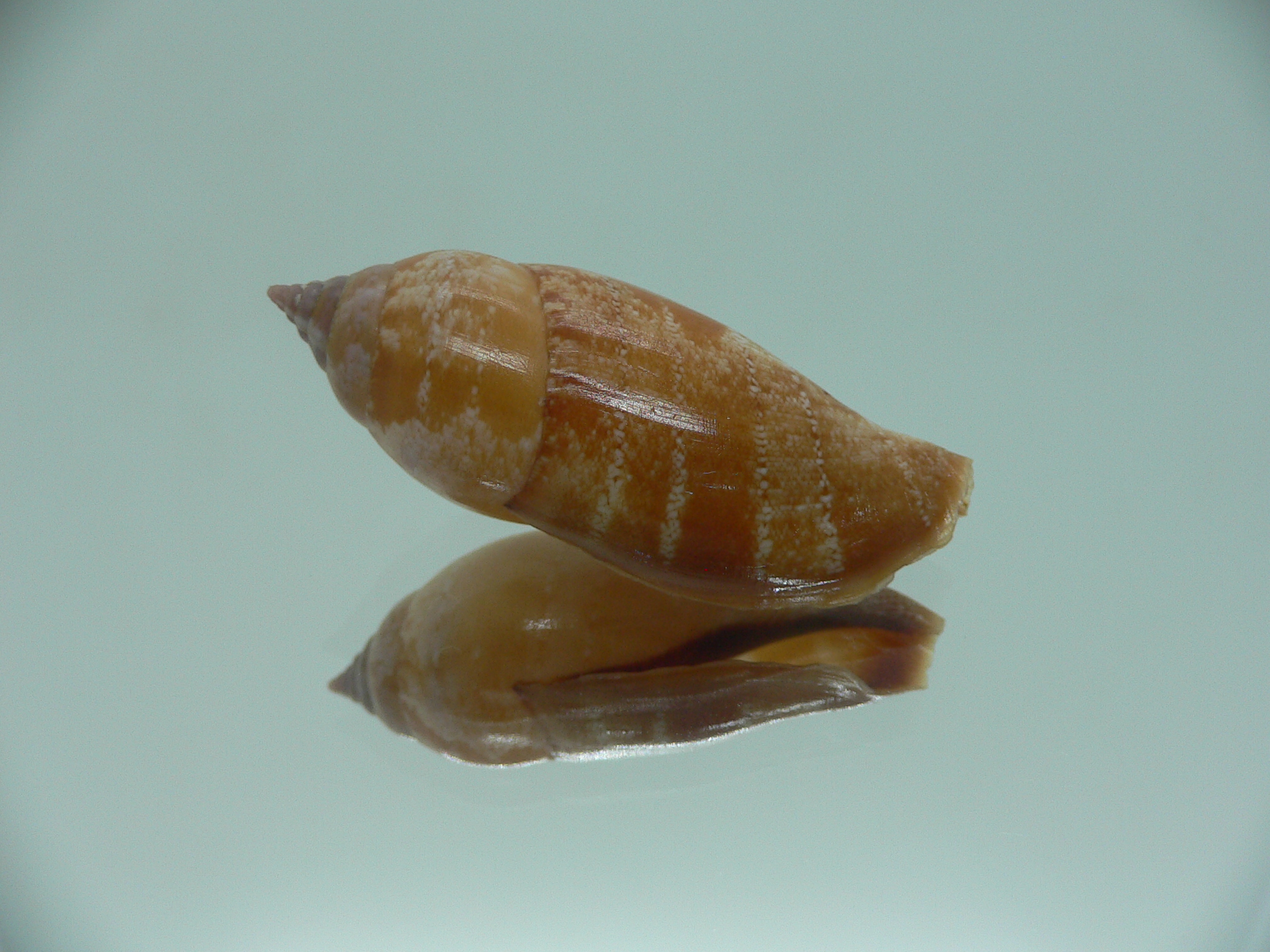 Terestrombus fragilis RARE & COLOR
