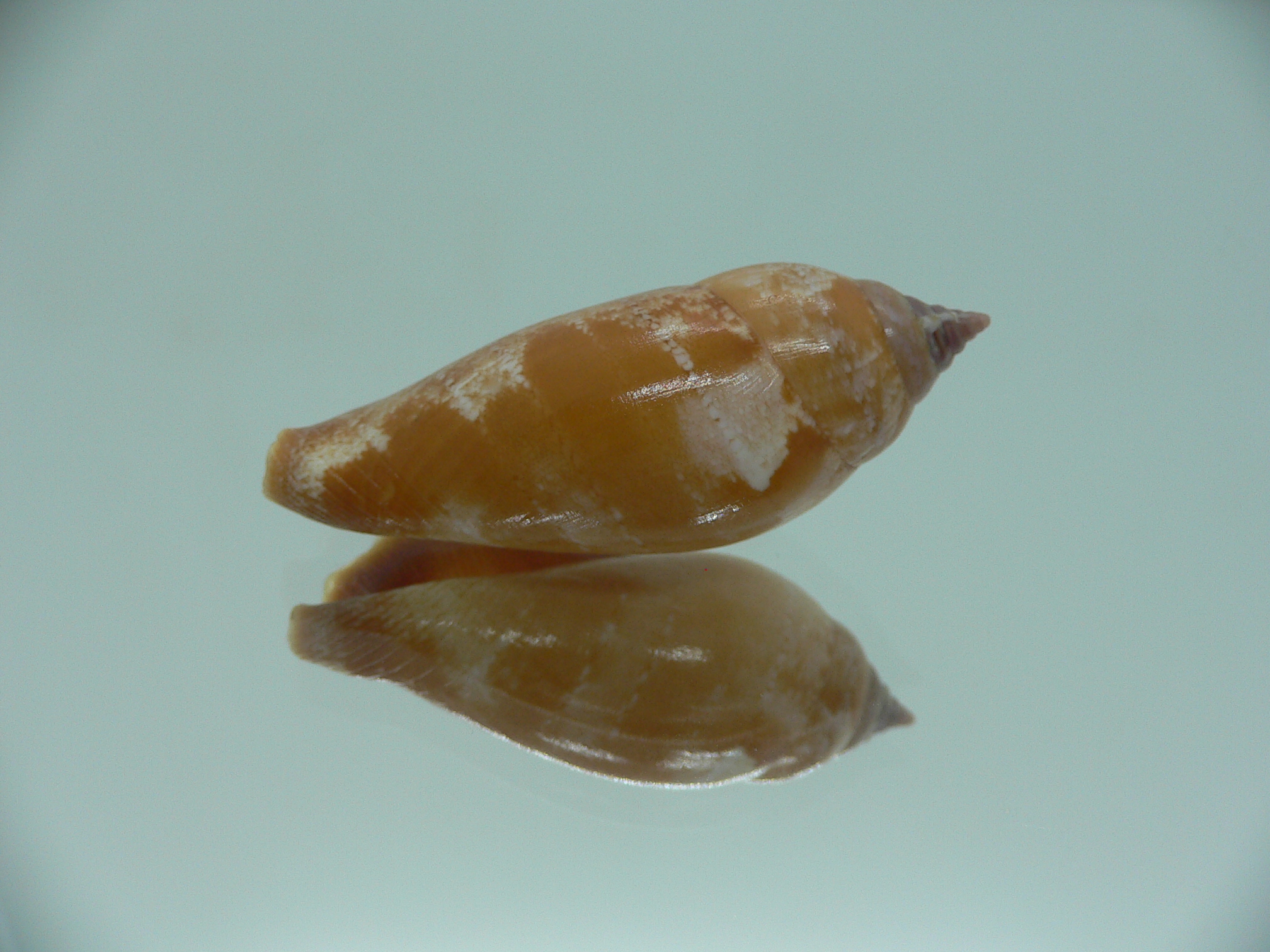 Terestrombus fragilis RARE & COLOR