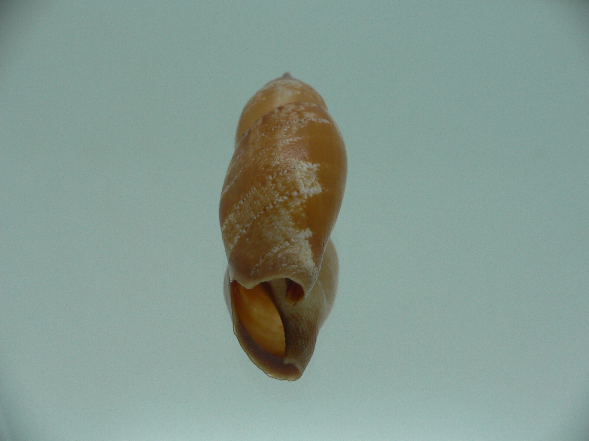 Terestrombus fragilis RARE & COLOR