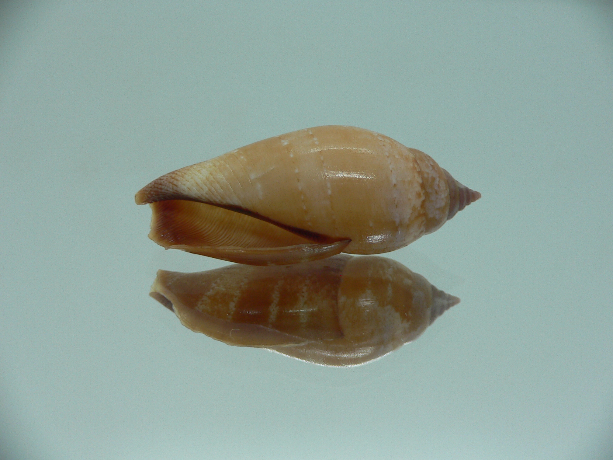 Terestrombus fragilis RARE & COLOR
