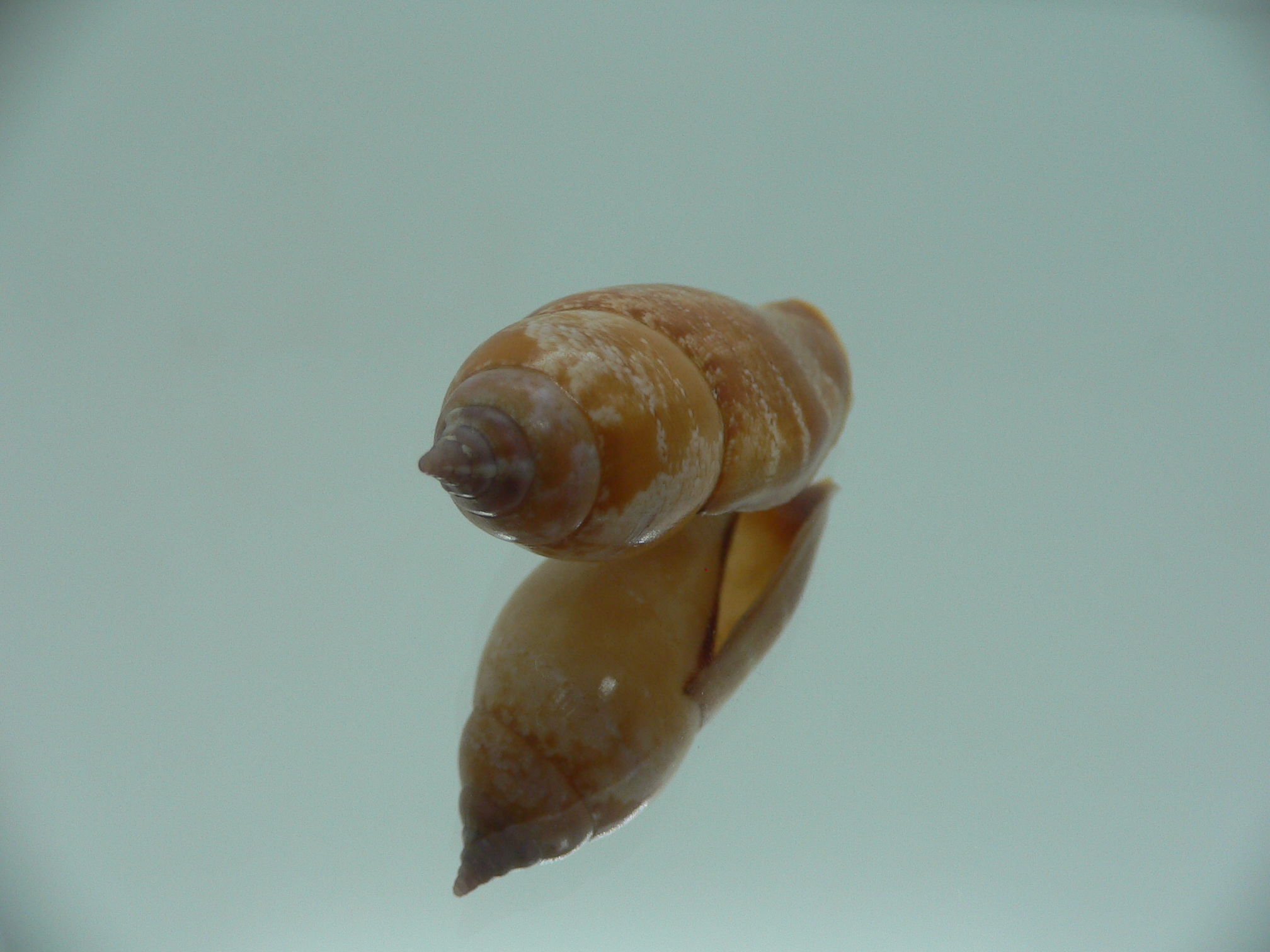 Terestrombus fragilis RARE & COLOR