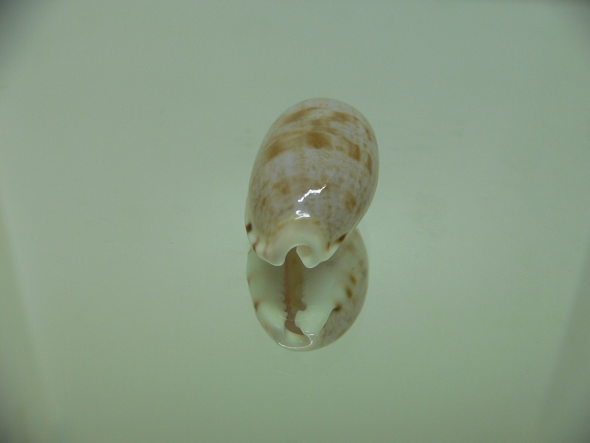 Talostolida teres elatensis