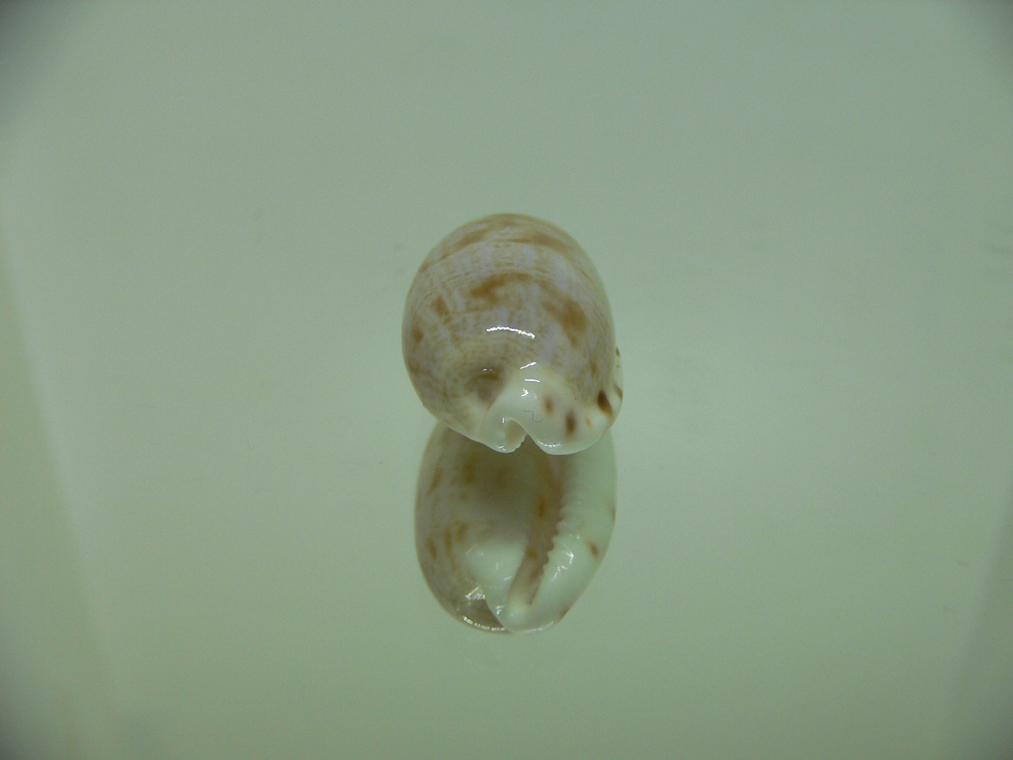 Talostolida teres elatensis