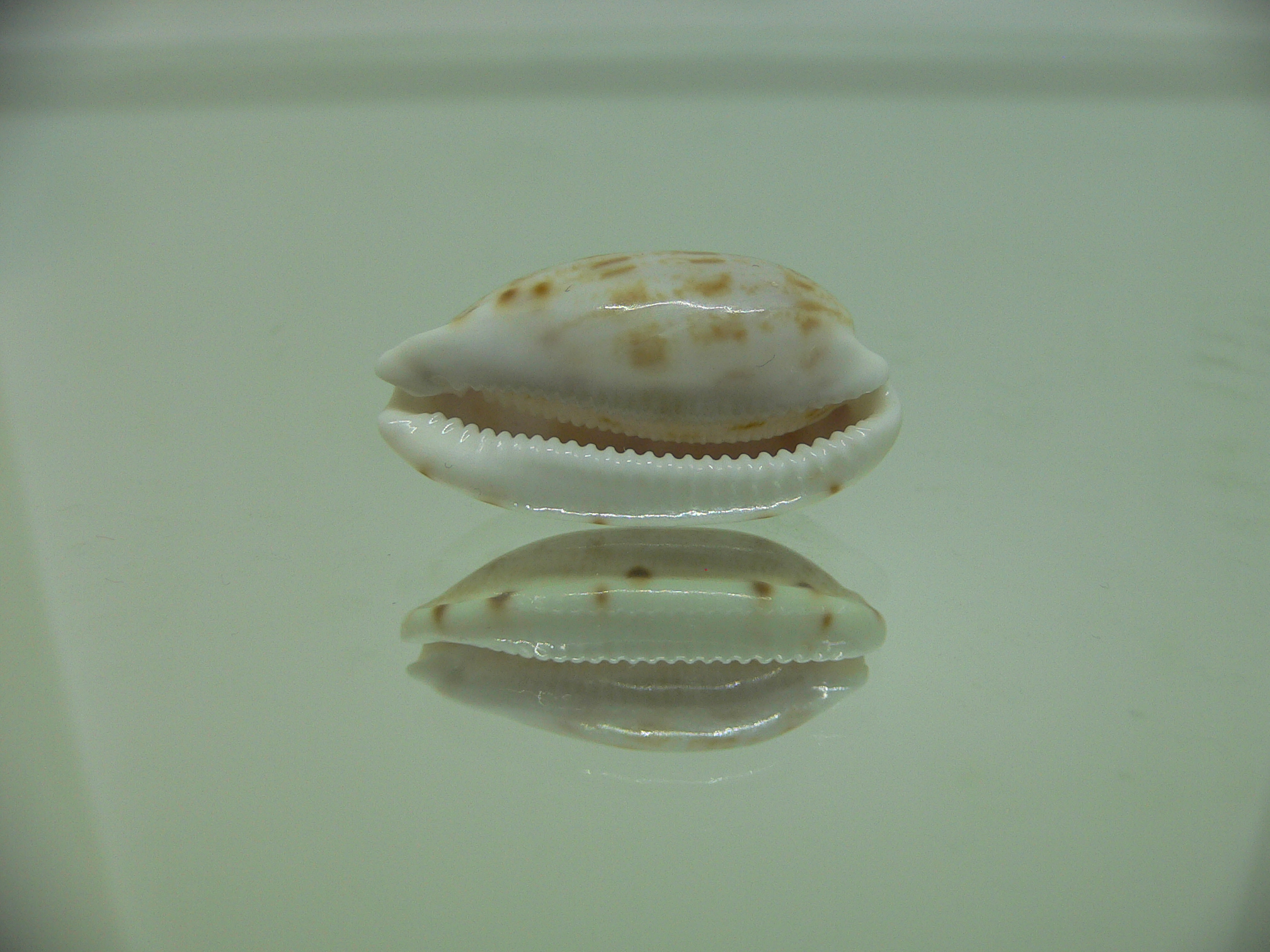 Talostolida teres elatensis
