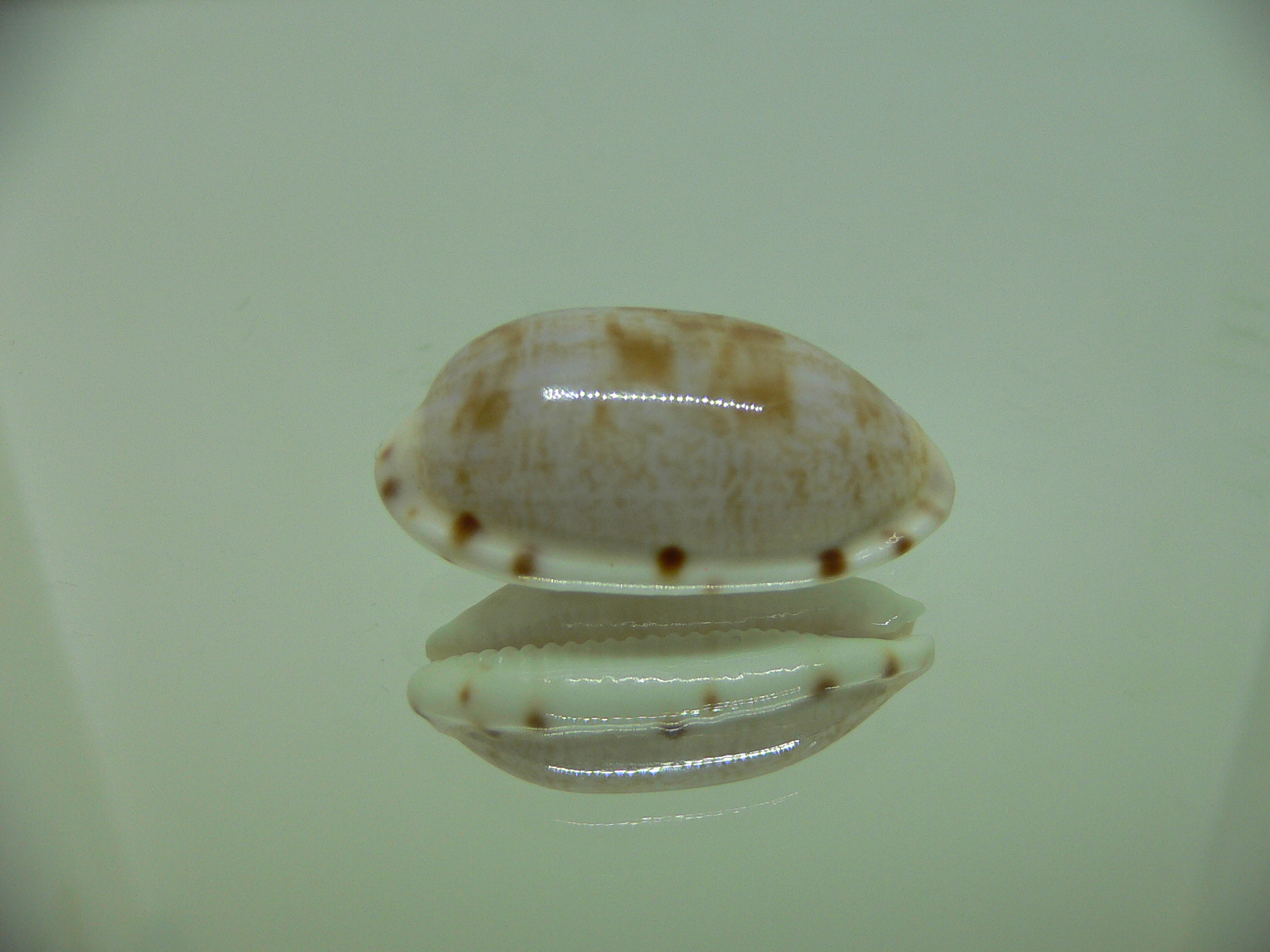 Talostolida teres elatensis