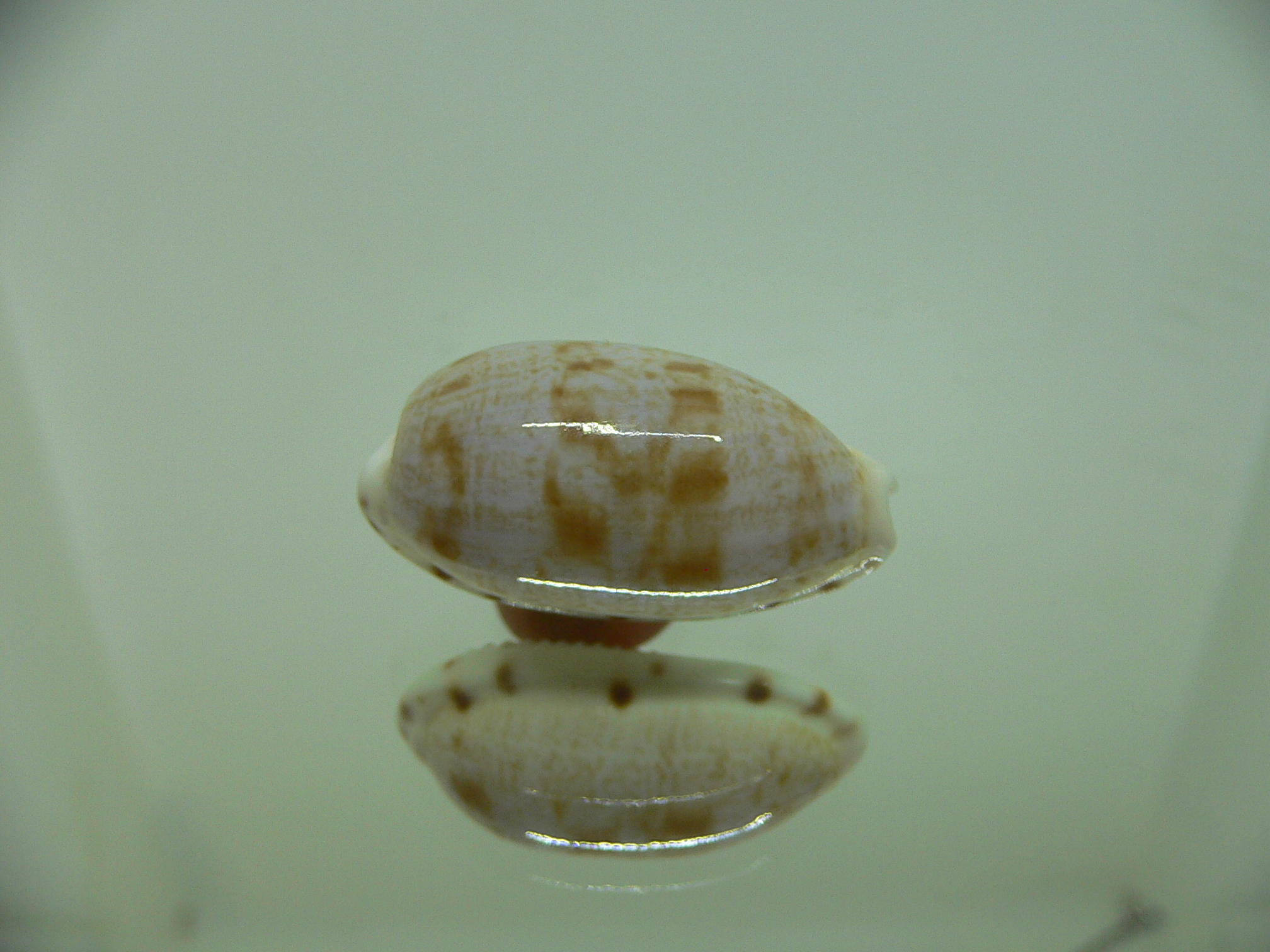 Talostolida teres elatensis