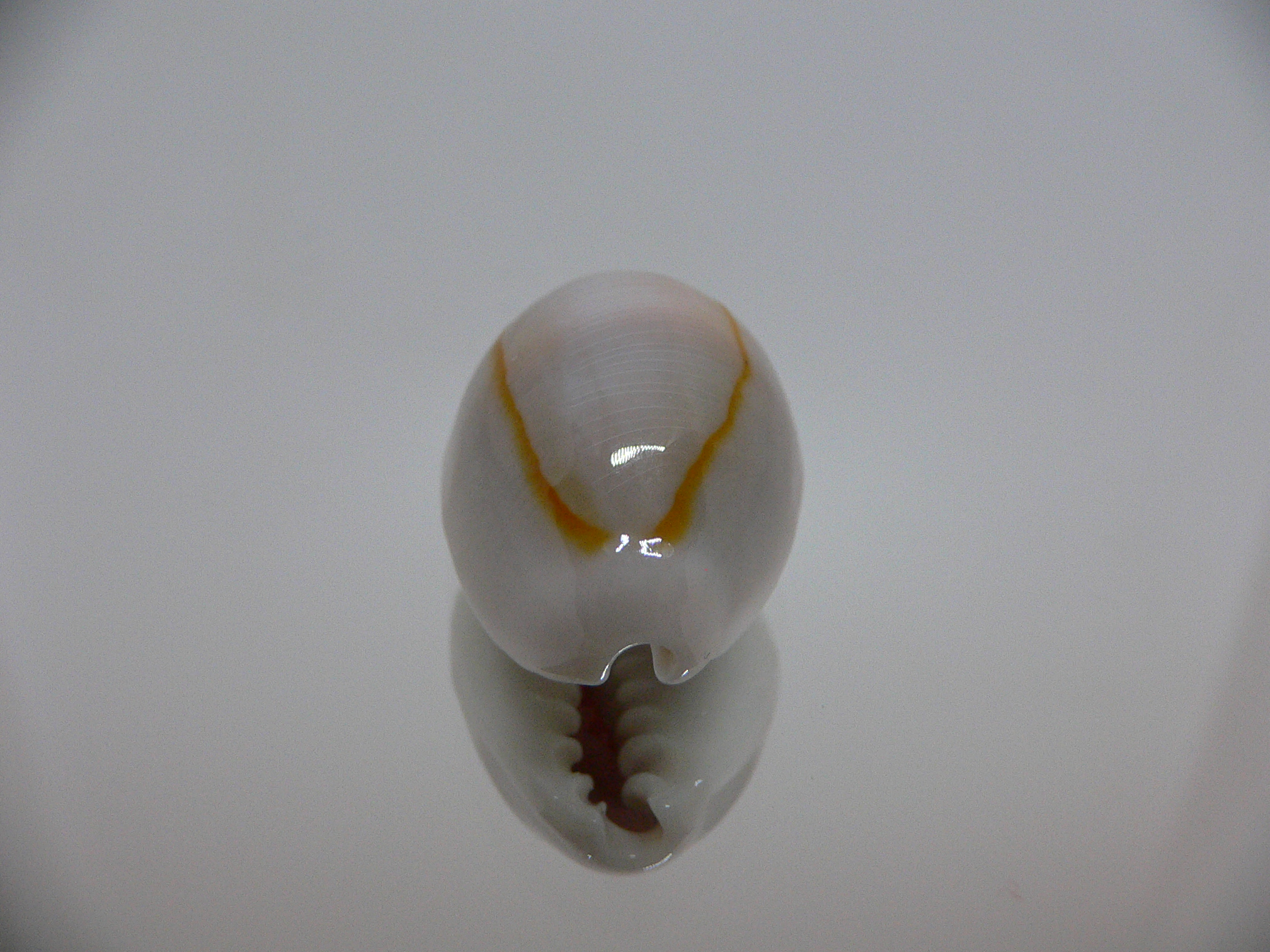 Cypraea annulus cf. circumpicta (var.)