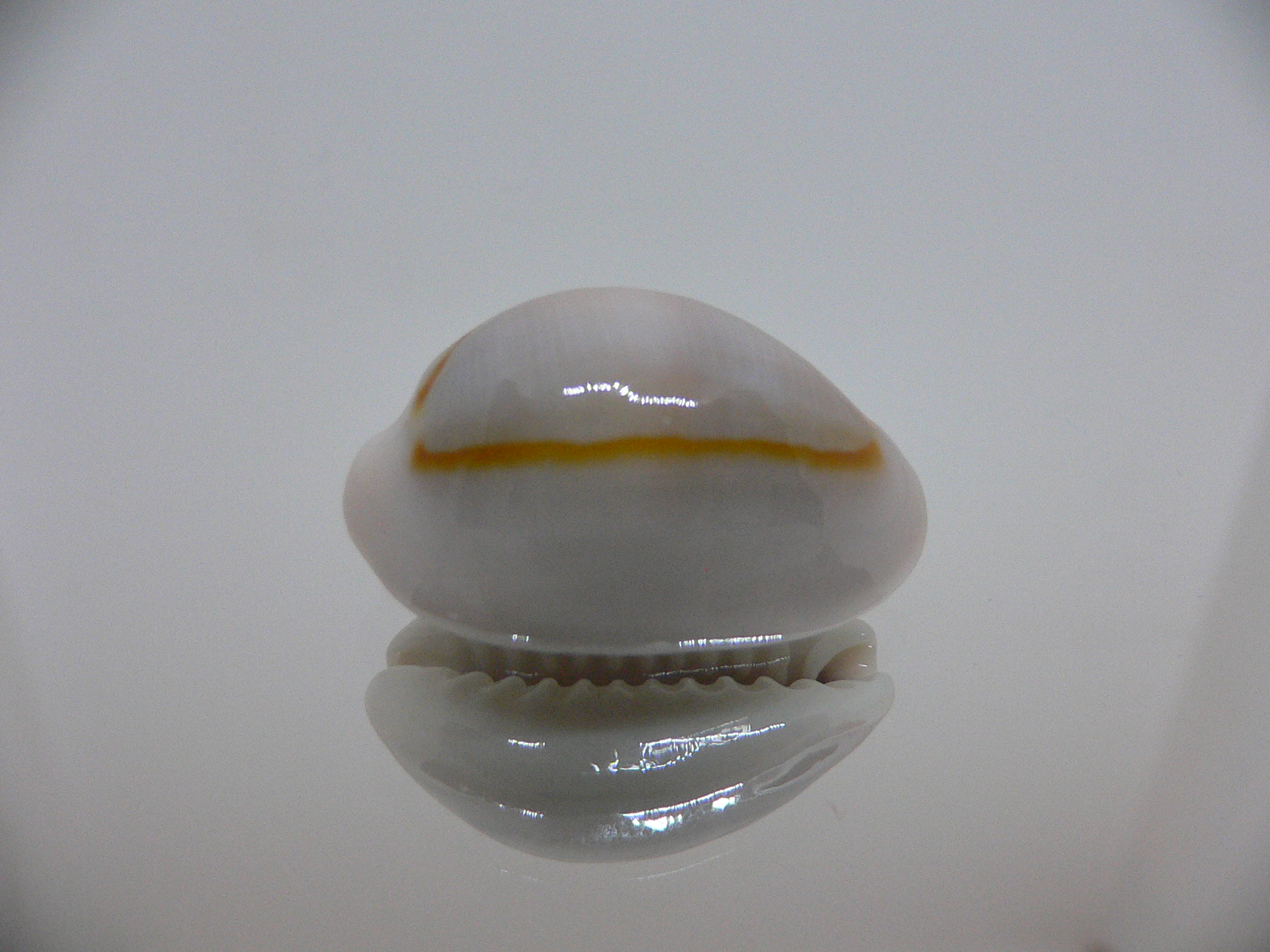 Cypraea annulus cf. circumpicta (var.)