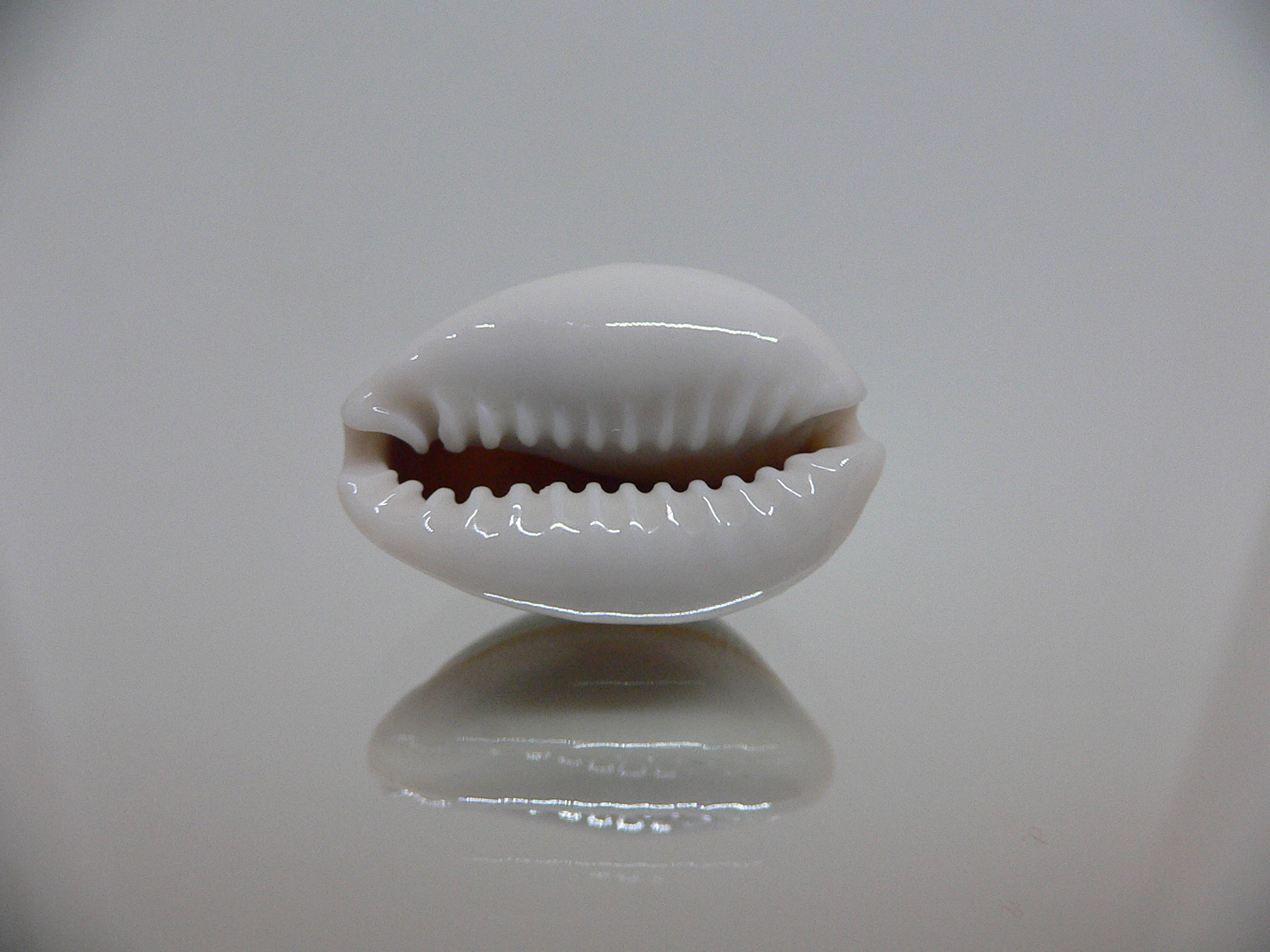 Cypraea annulus cf. circumpicta (var.)