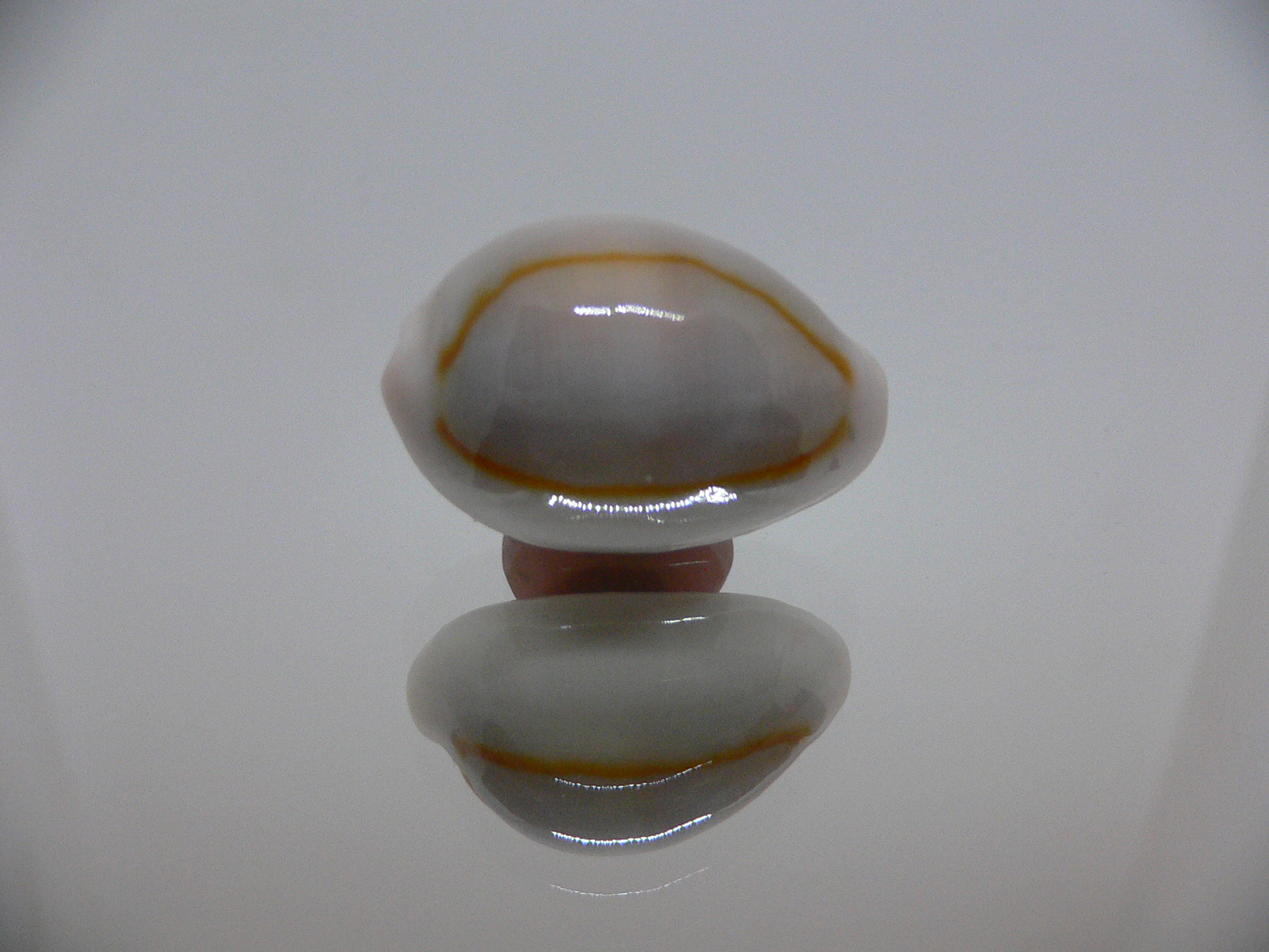 Cypraea annulus cf. circumpicta (var.)