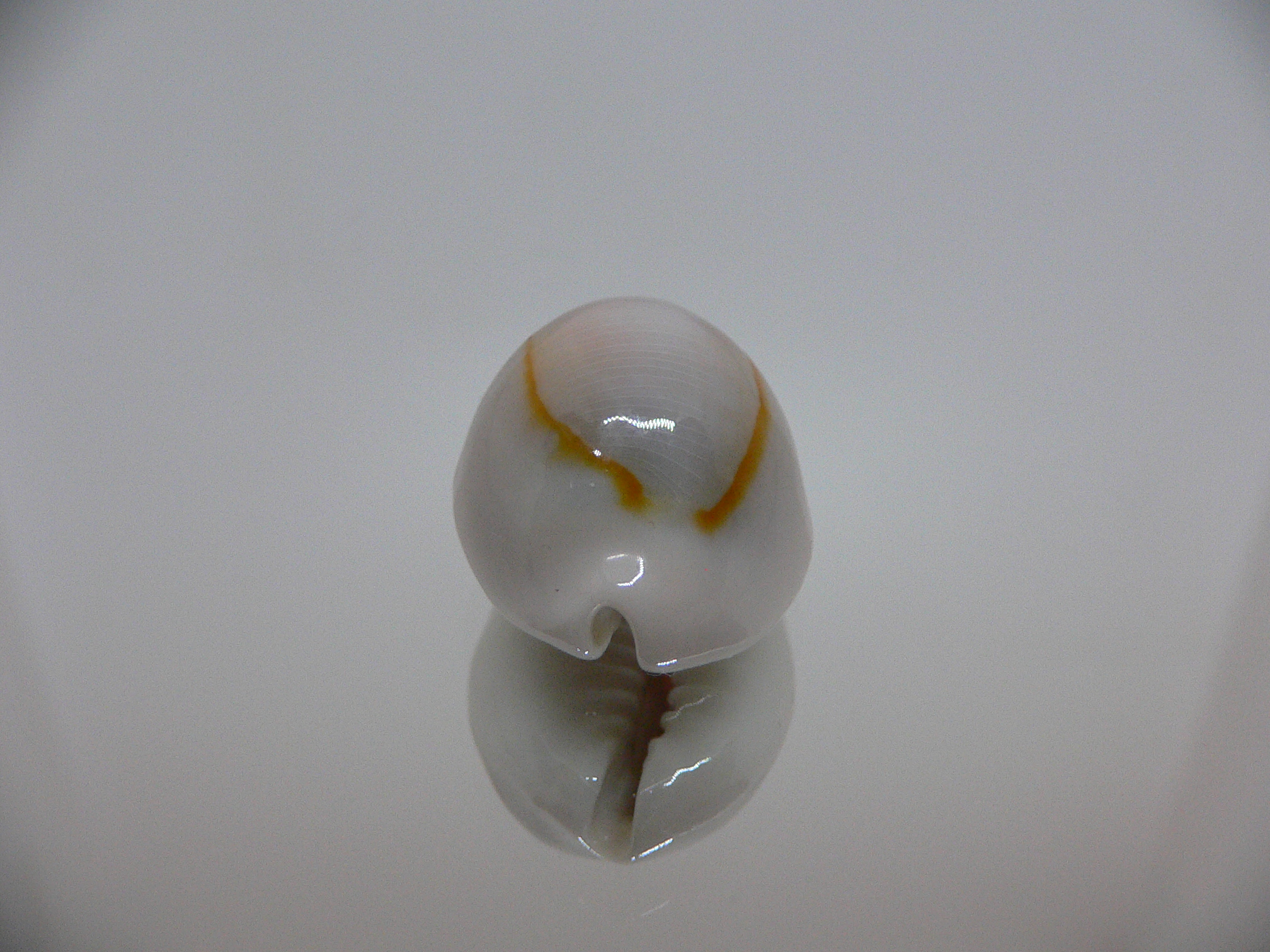 Cypraea annulus cf. circumpicta (var.)