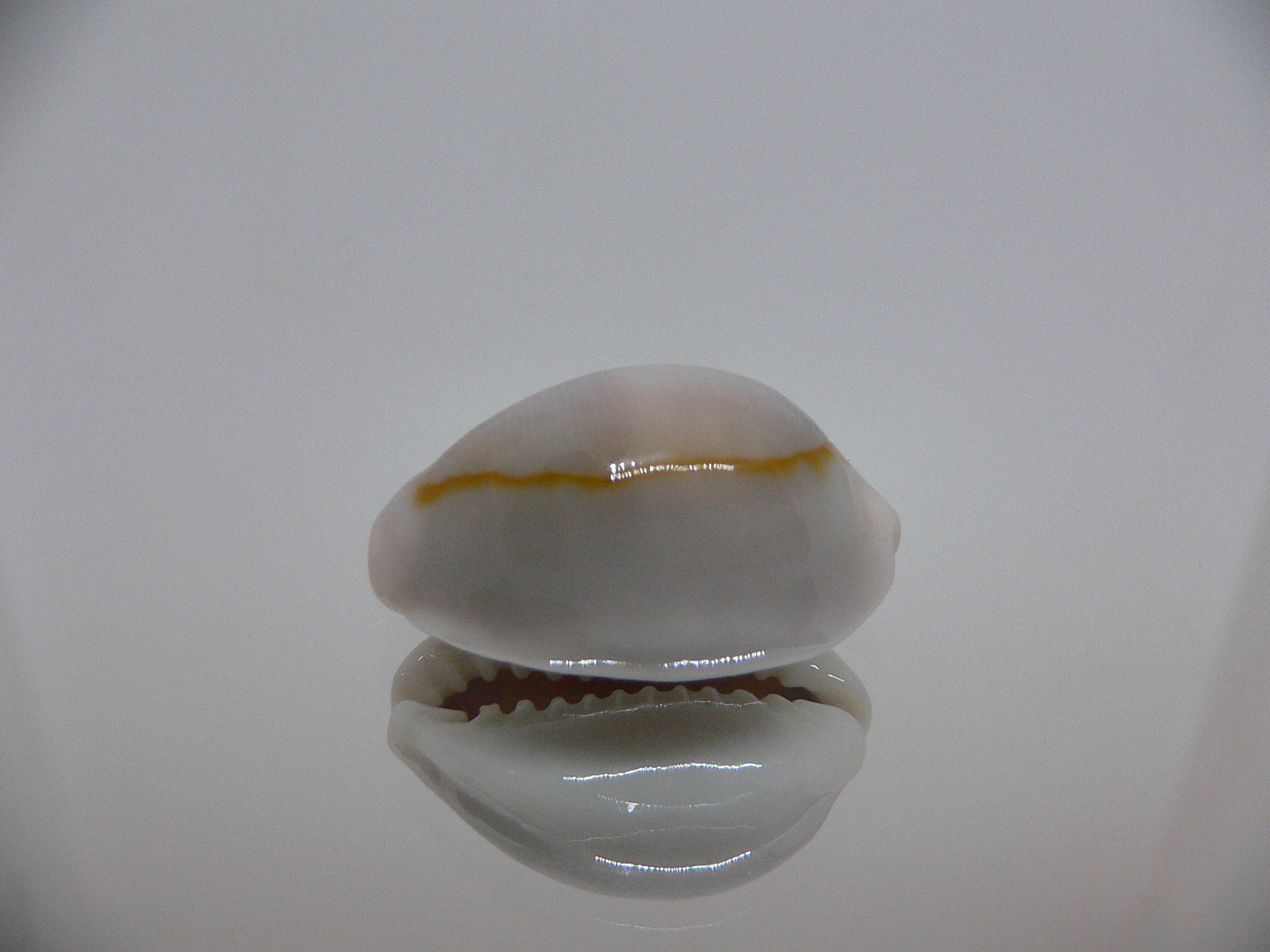 Cypraea annulus cf. circumpicta (var.)