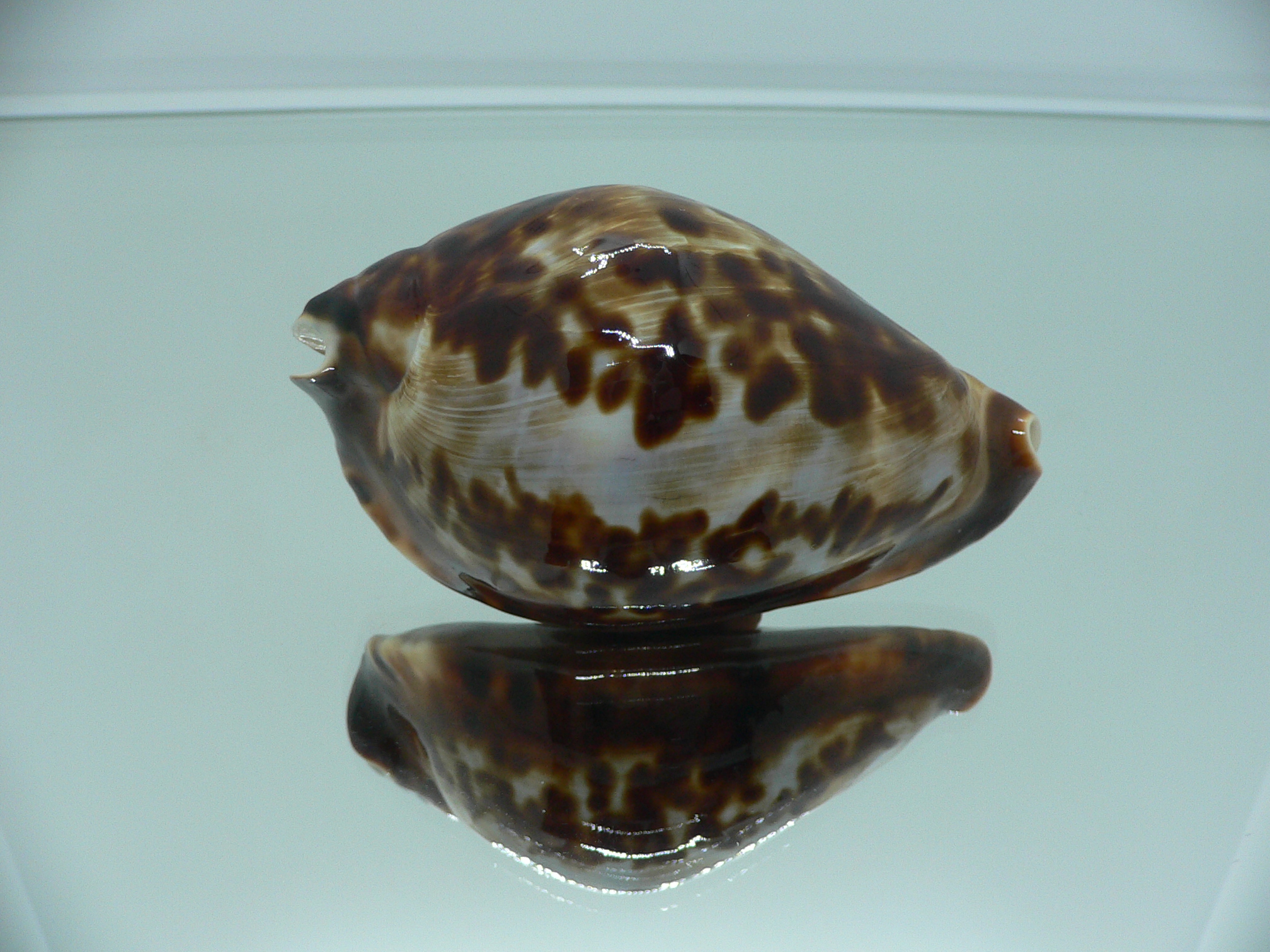 Zoila friendii friendii ARISTOCRAT