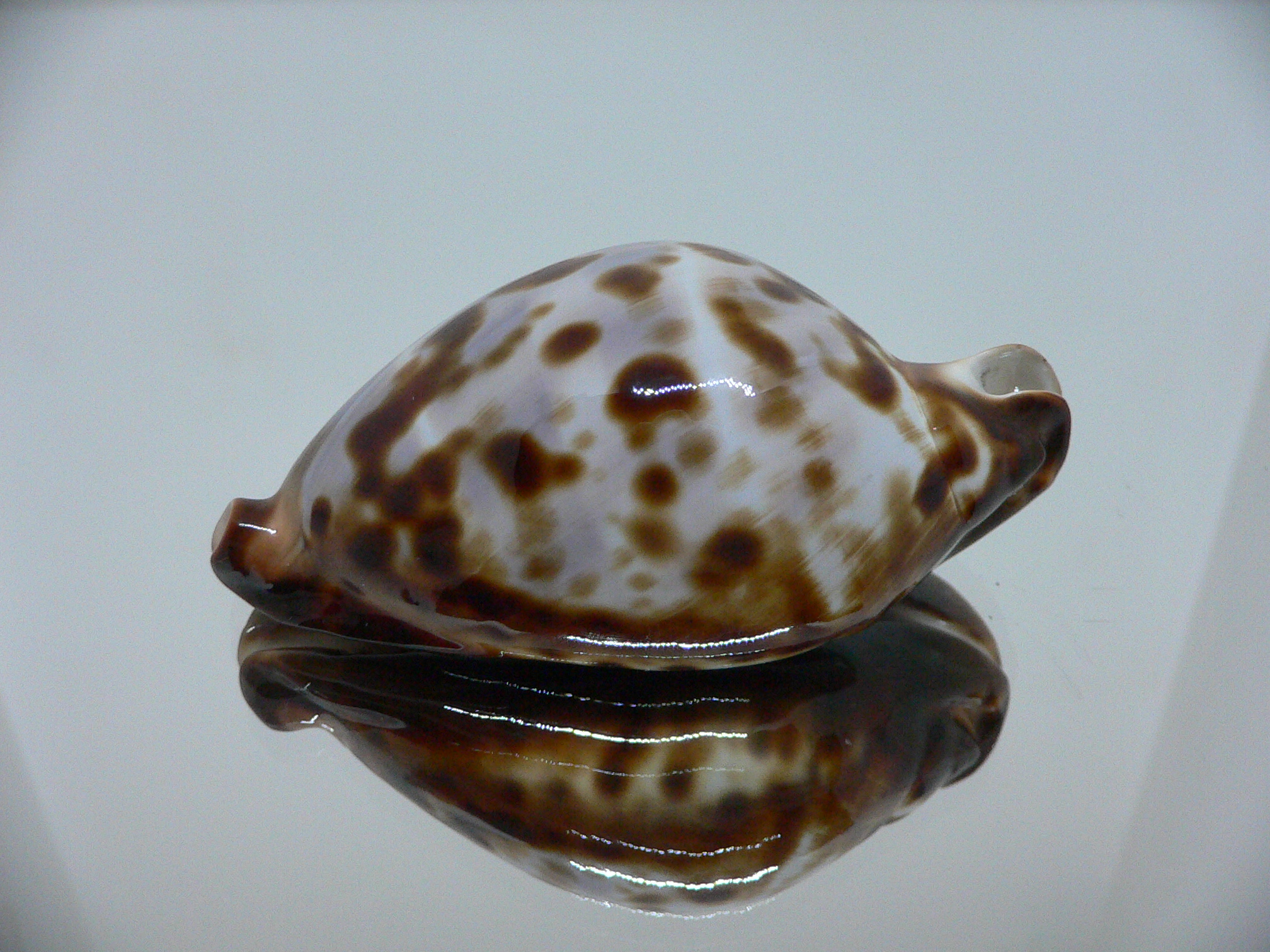 Zoila friendii friendii ARISTOCRAT & BLUE BACK