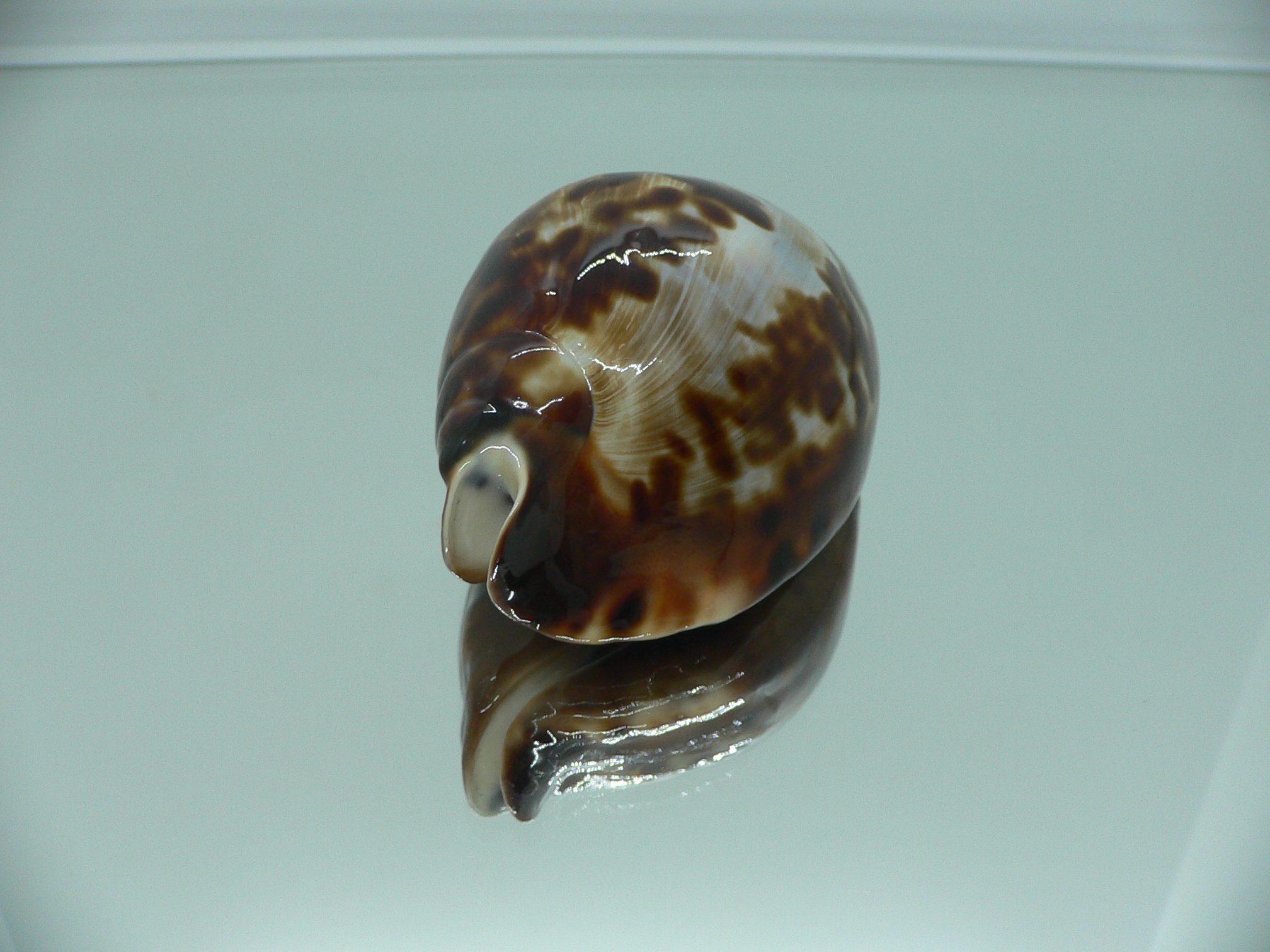 Zoila friendii friendii ARISTOCRAT