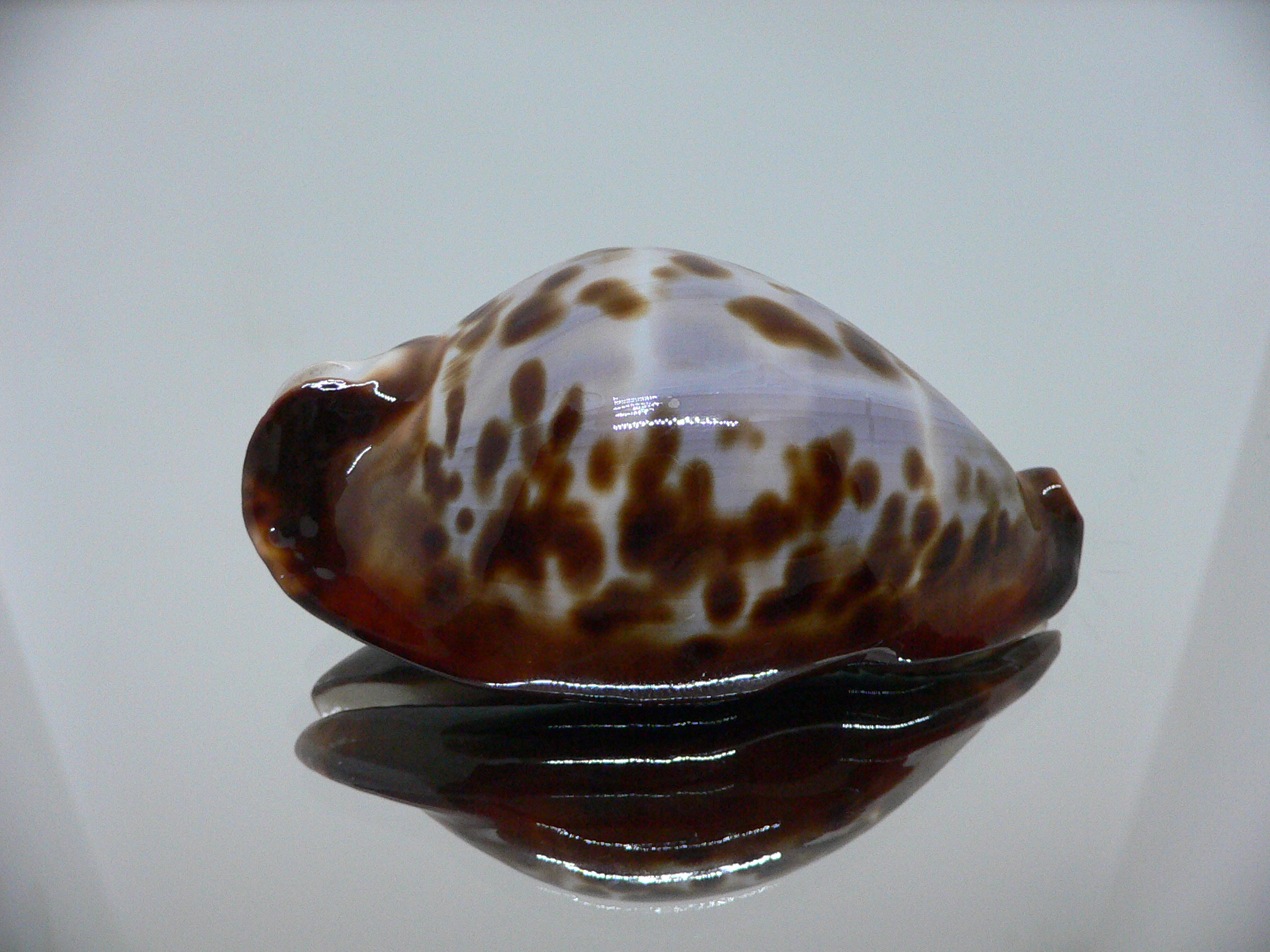 Zoila friendii friendii ARISTOCRAT & BLUE BACK