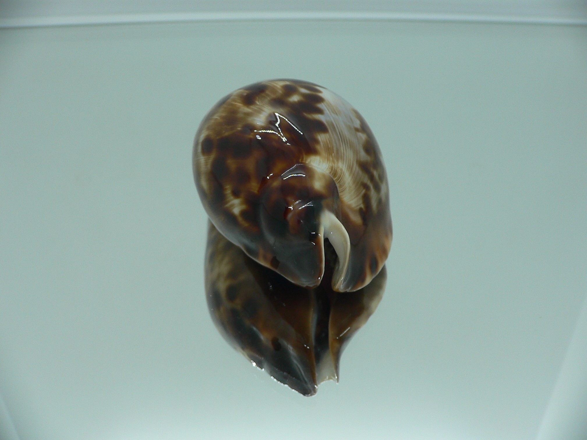 Zoila friendii friendii ARISTOCRAT