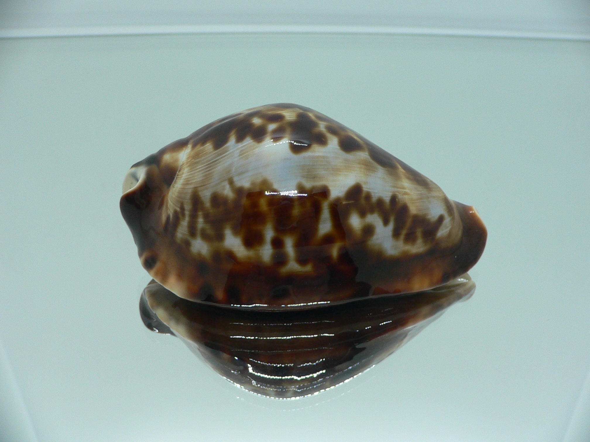 Zoila friendii friendii ARISTOCRAT