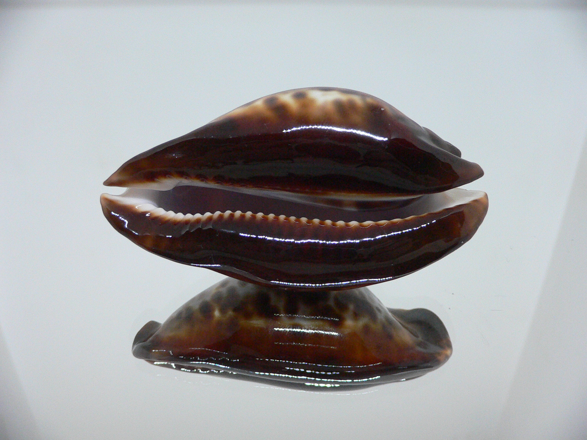 Zoila friendii friendii ARISTOCRAT & BLUE BACK