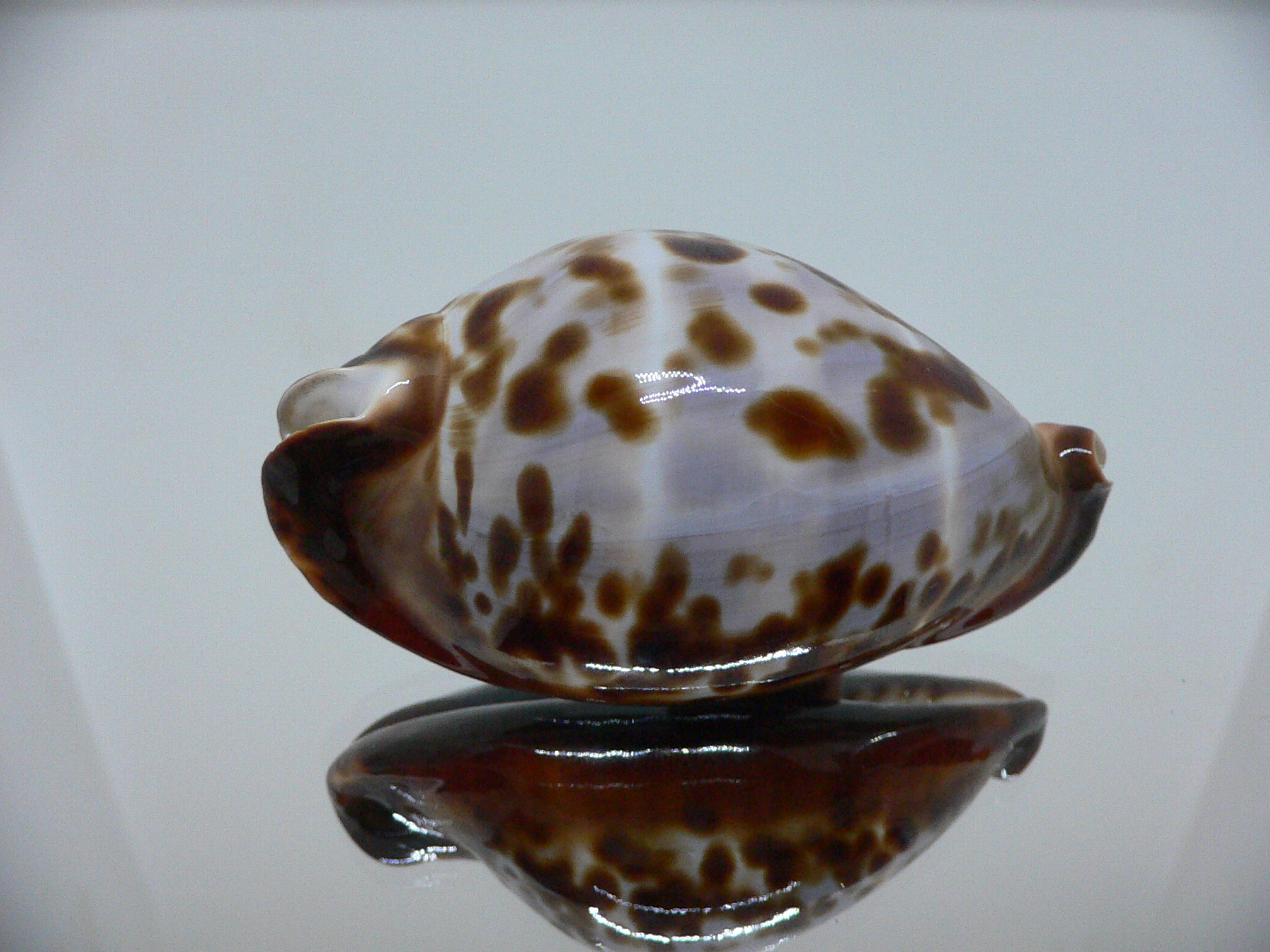 Zoila friendii friendii ARISTOCRAT & BLUE BACK