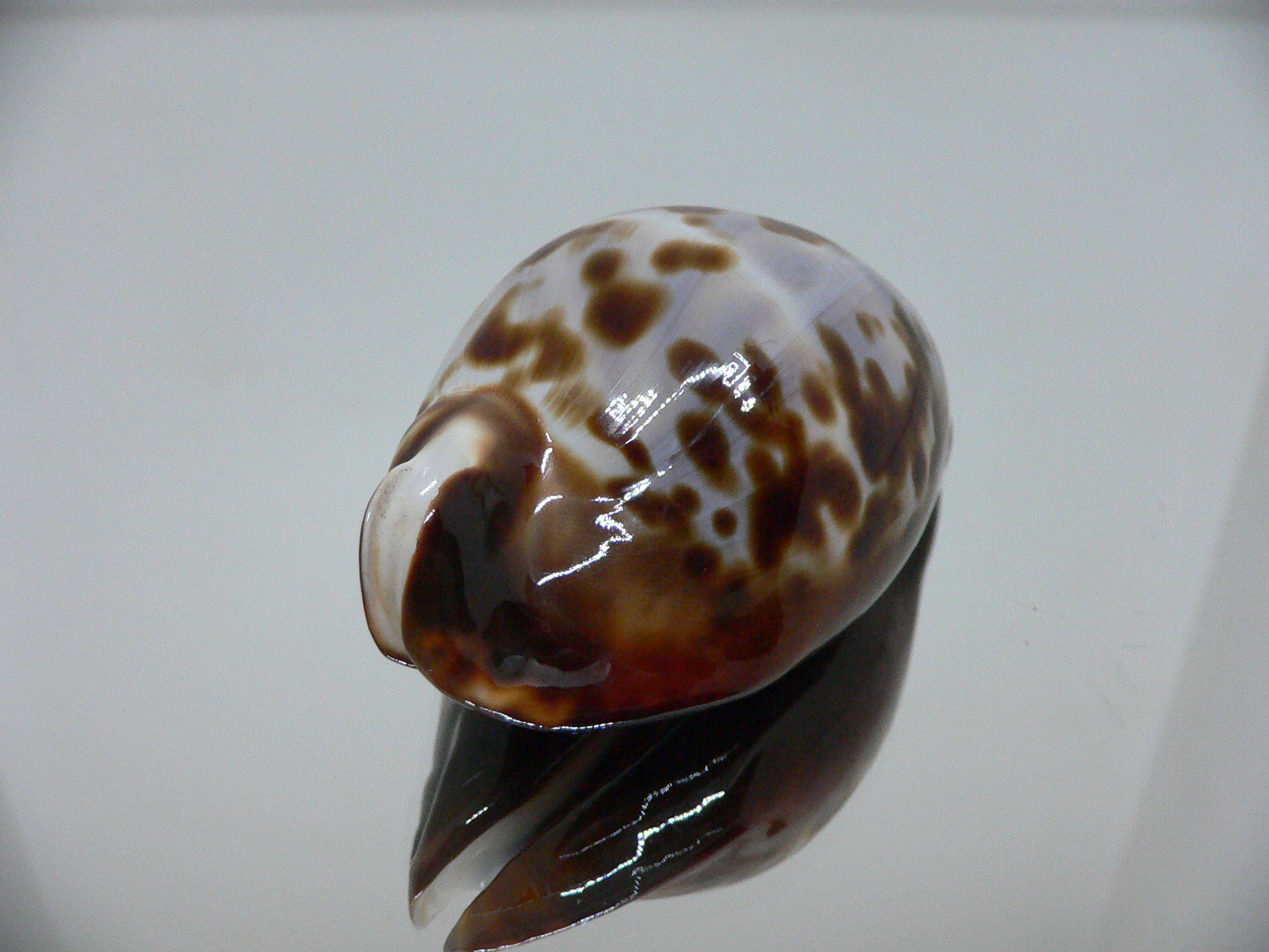 Zoila friendii friendii ARISTOCRAT & BLUE BACK