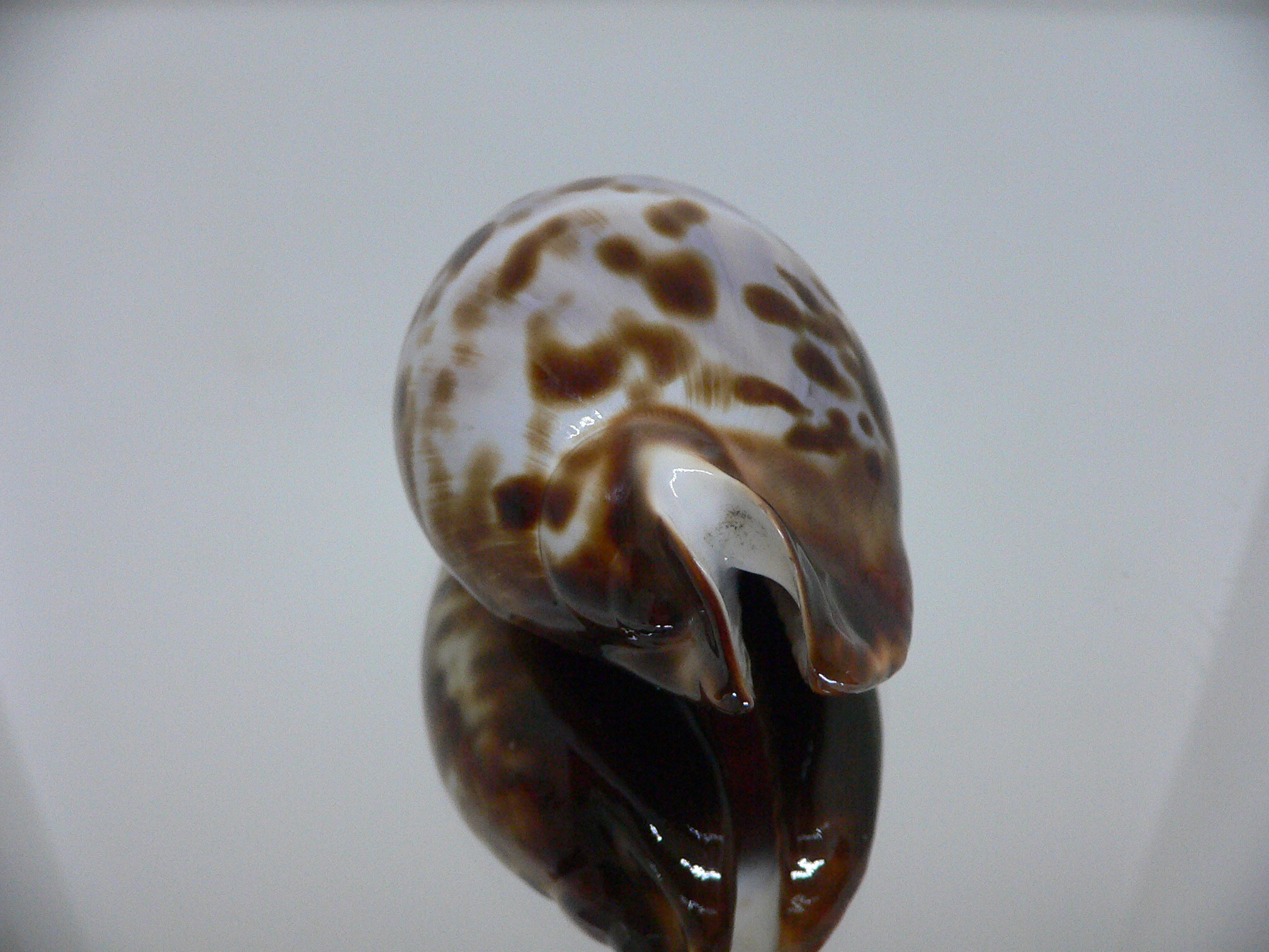 Zoila friendii friendii ARISTOCRAT & BLUE BACK