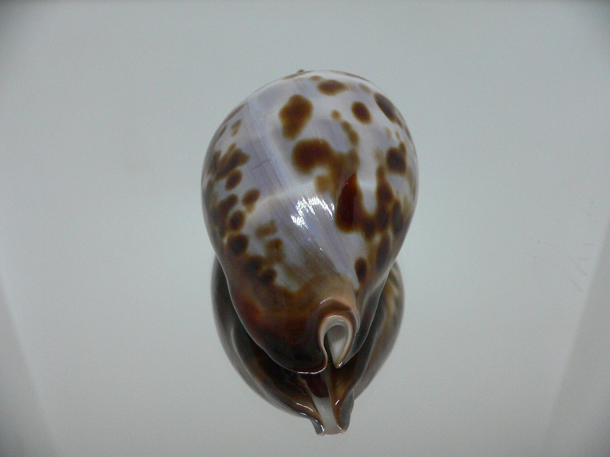 Zoila friendii friendii ARISTOCRAT & BLUE BACK