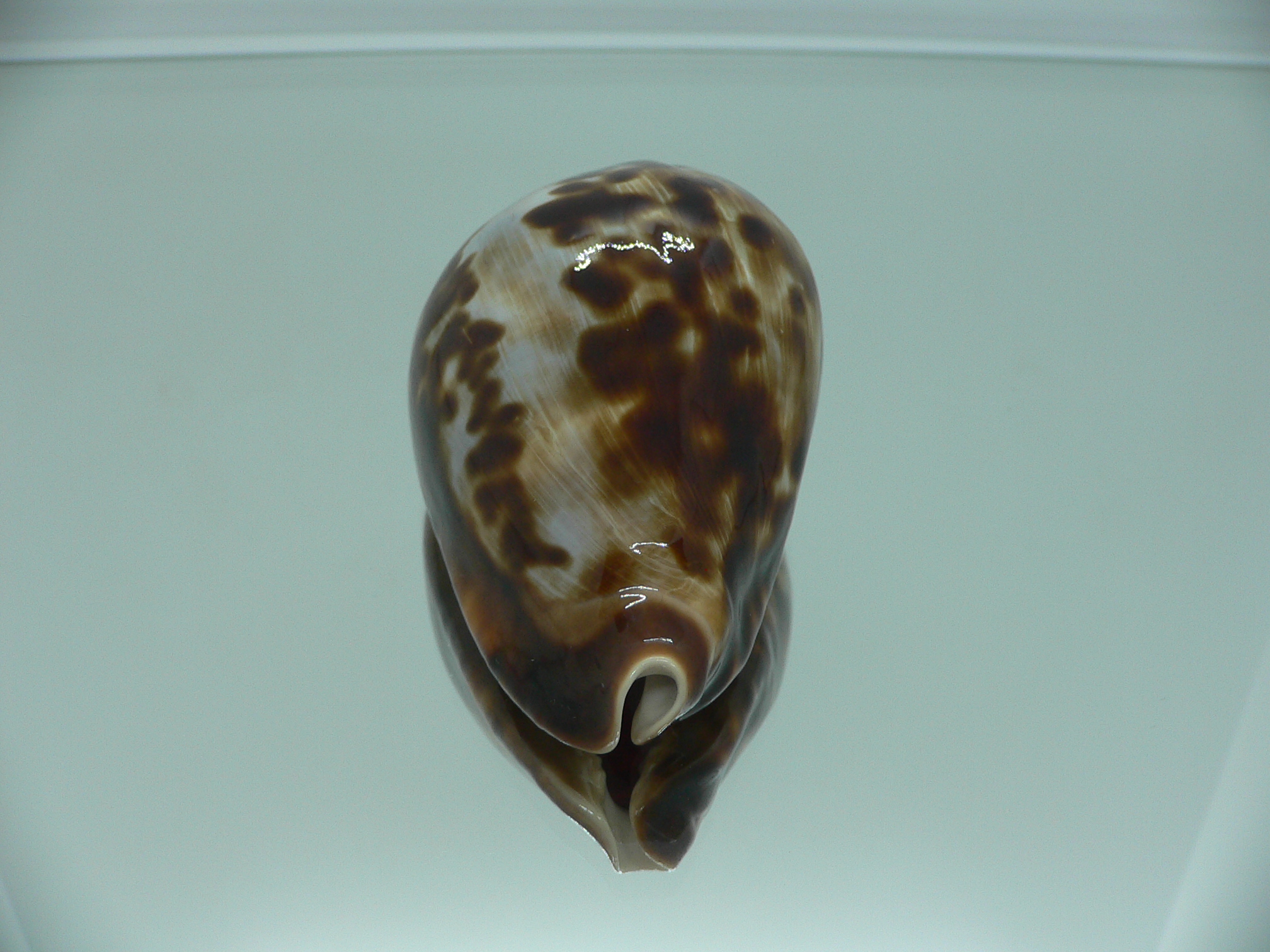 Zoila friendii friendii ARISTOCRAT